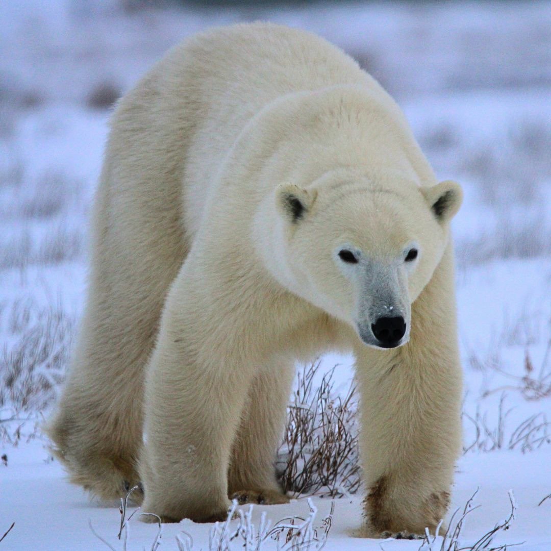 A large white polar bear walking through a snowy Arctic tundra landscape.