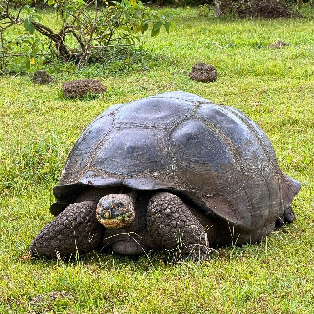 A giant Galapagos tortoise with a dark shell resting in a lush green grass field.