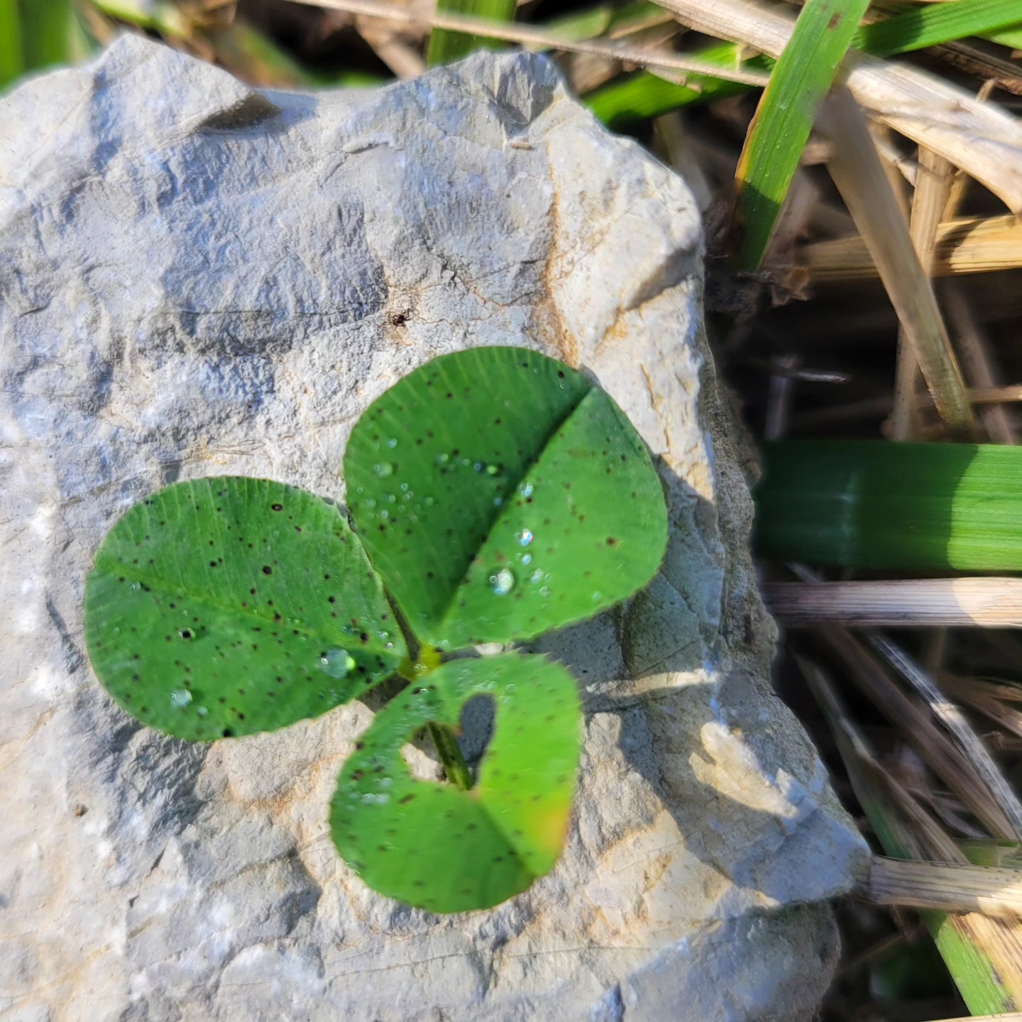 a fragile plant growing on a rock with a heart shaped form in the leaf