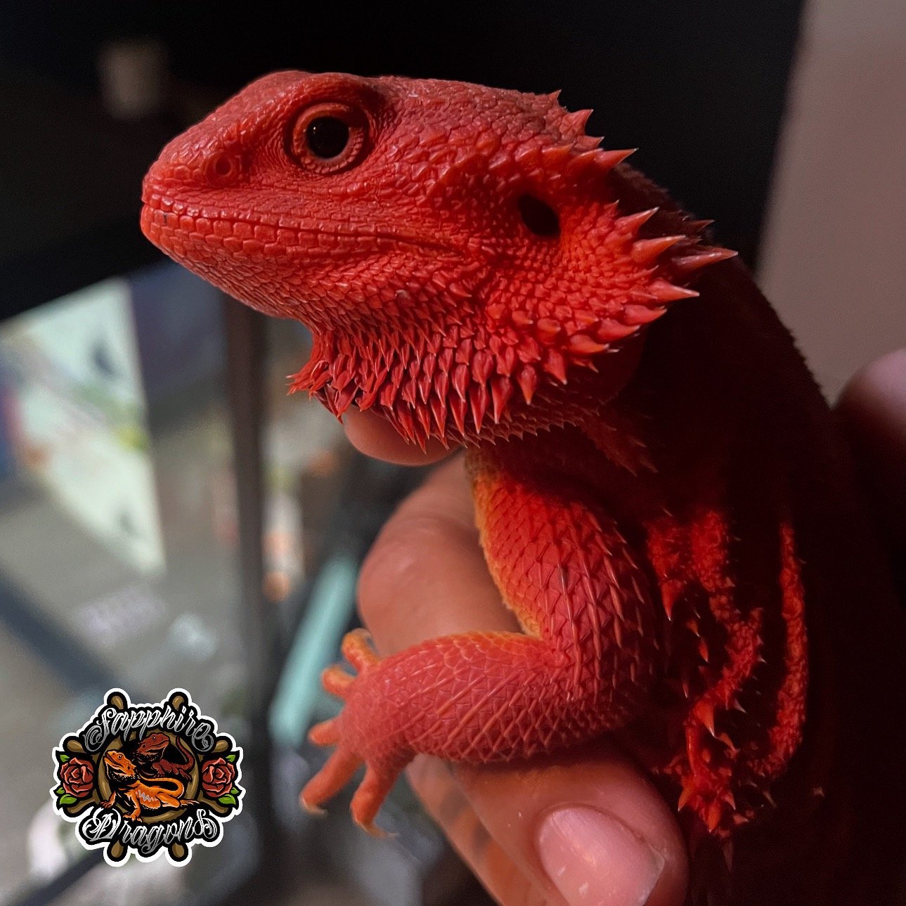 a red headed lizard lizard in a hand held by a person