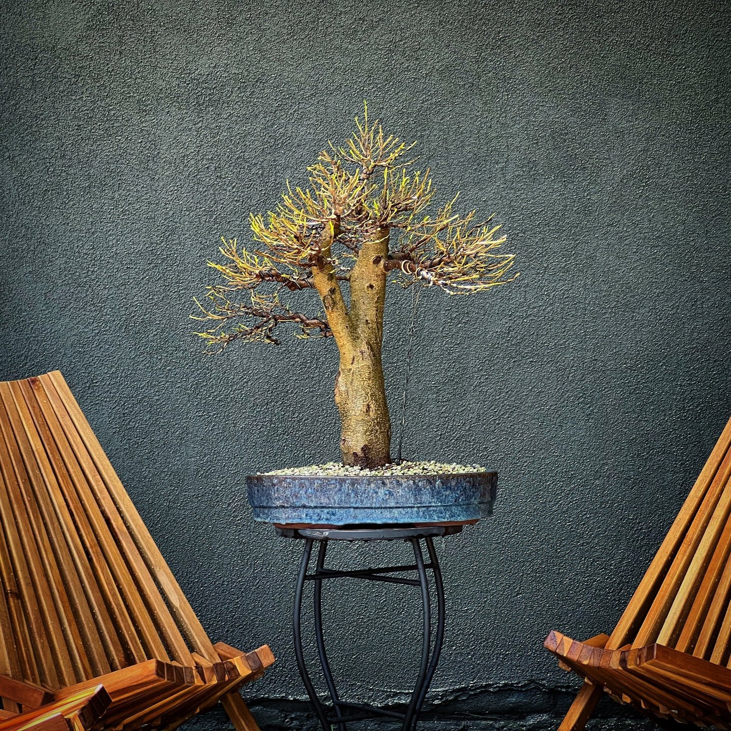 defoliated ficus bonsai tree by Colin Purcell 