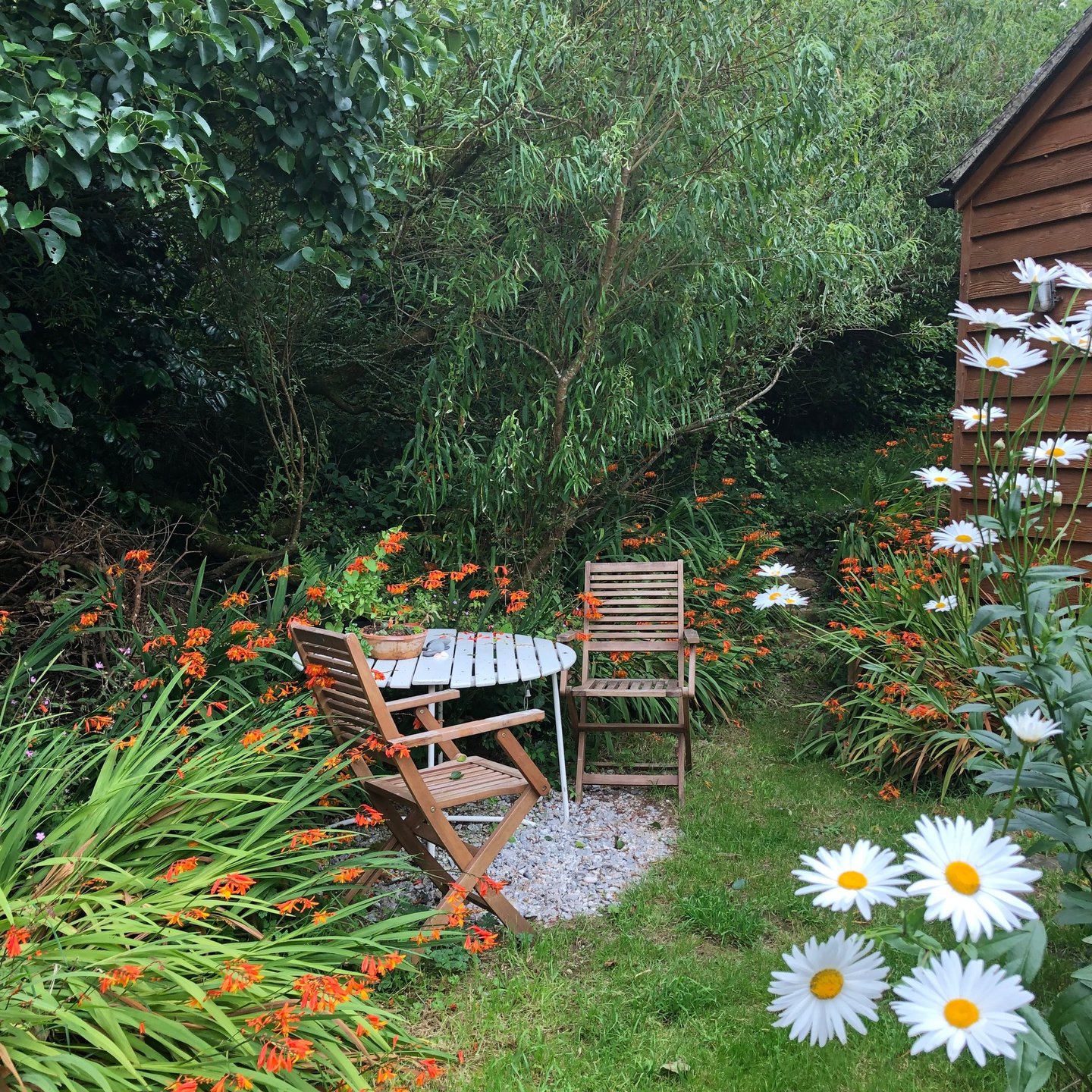 2 garden chairs around a table in a garden with orange flowers and white daisies