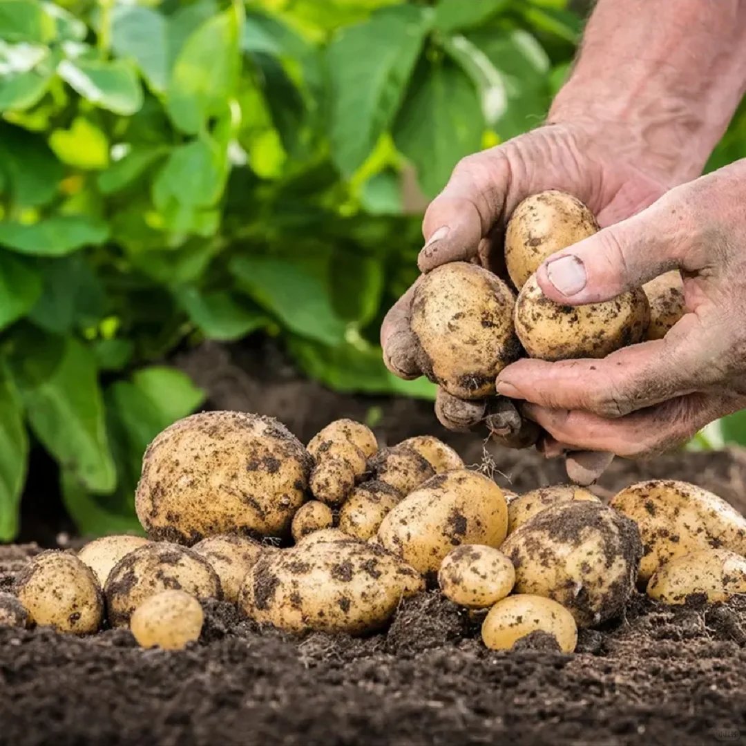 Potato Cold Storage & cold storage plant