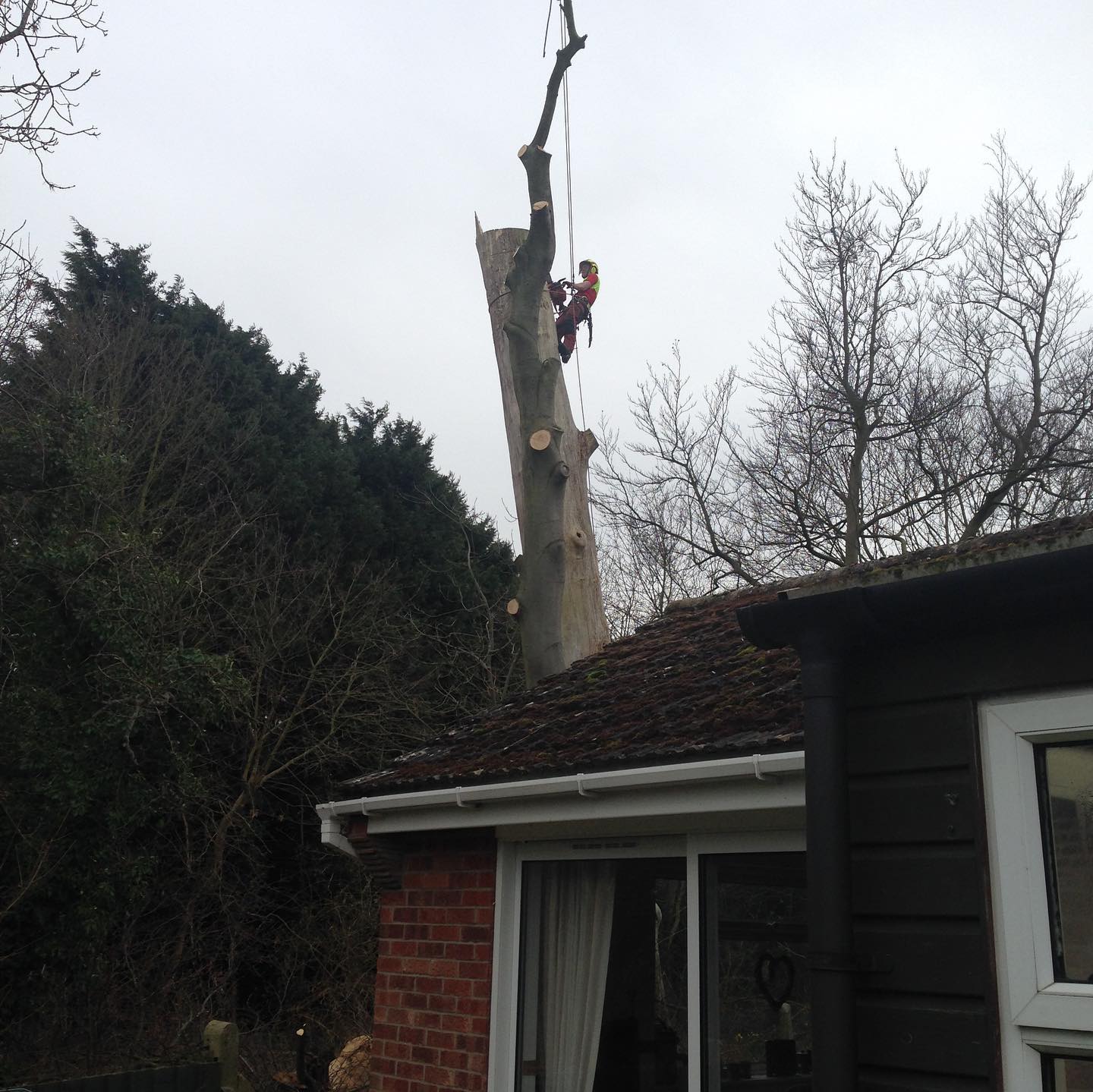 tree surgeon tree removal