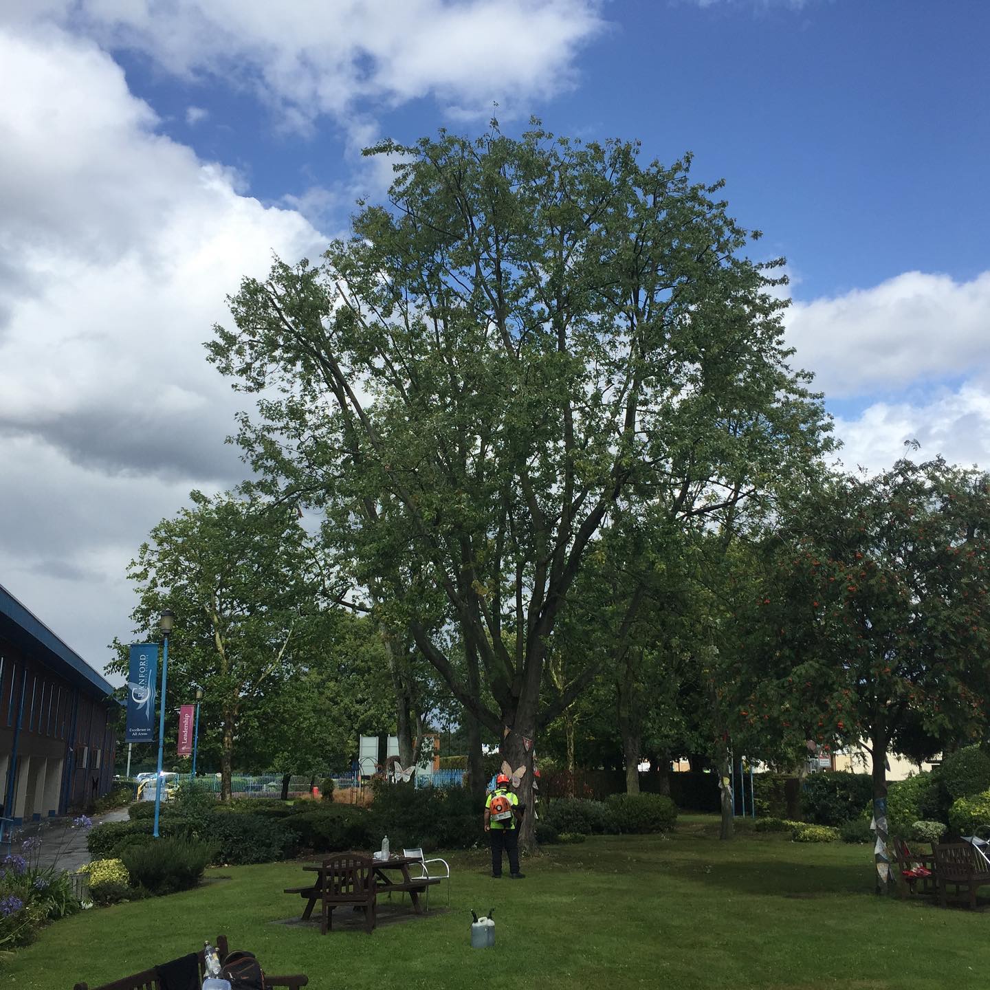 tree surgeon pruning a tree