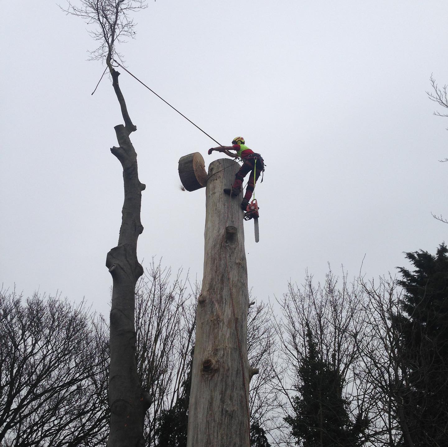 tree surgeon using a chainsaw up a tree