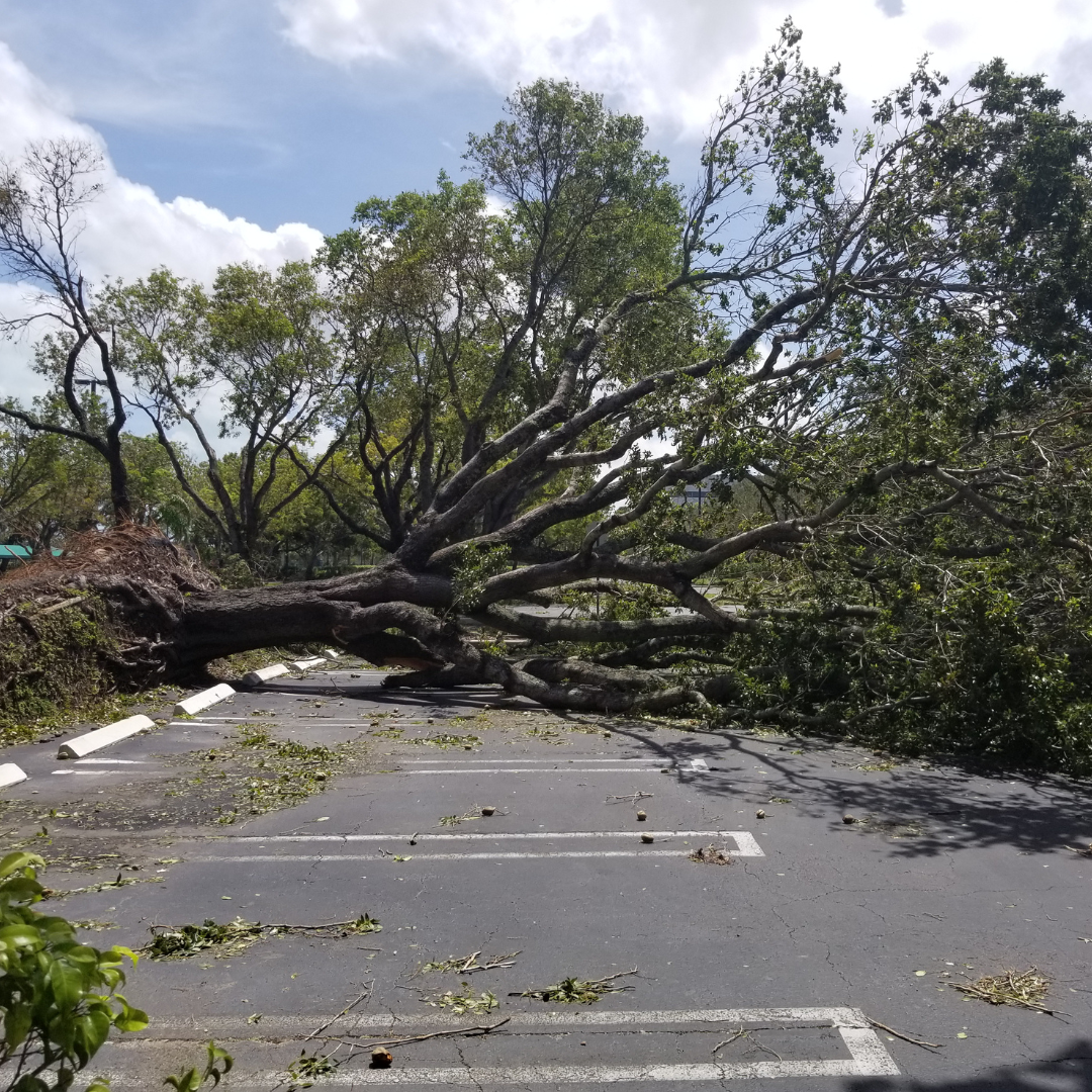 fallen tree on a road