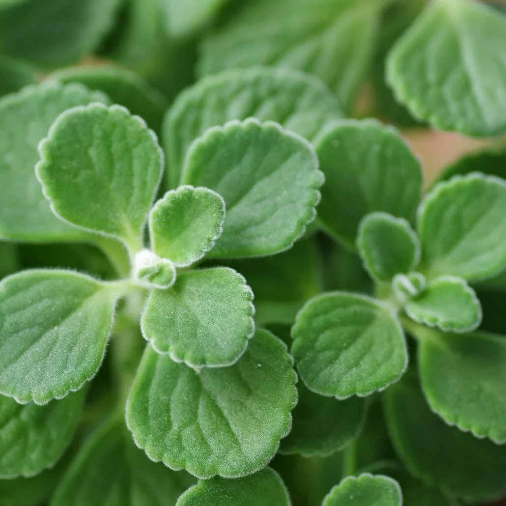 vicks plant