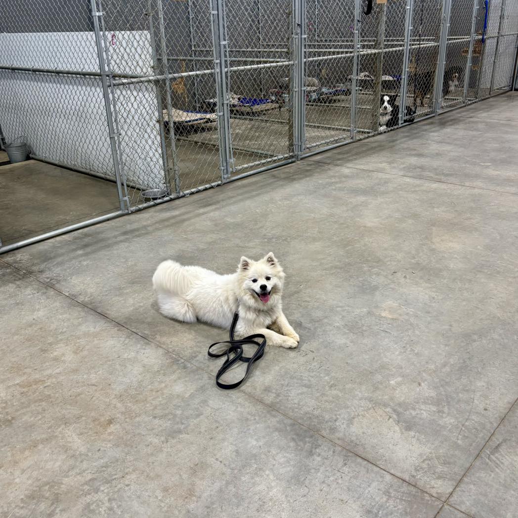 Boarding in North Idaho at Mountain View Kennel.
