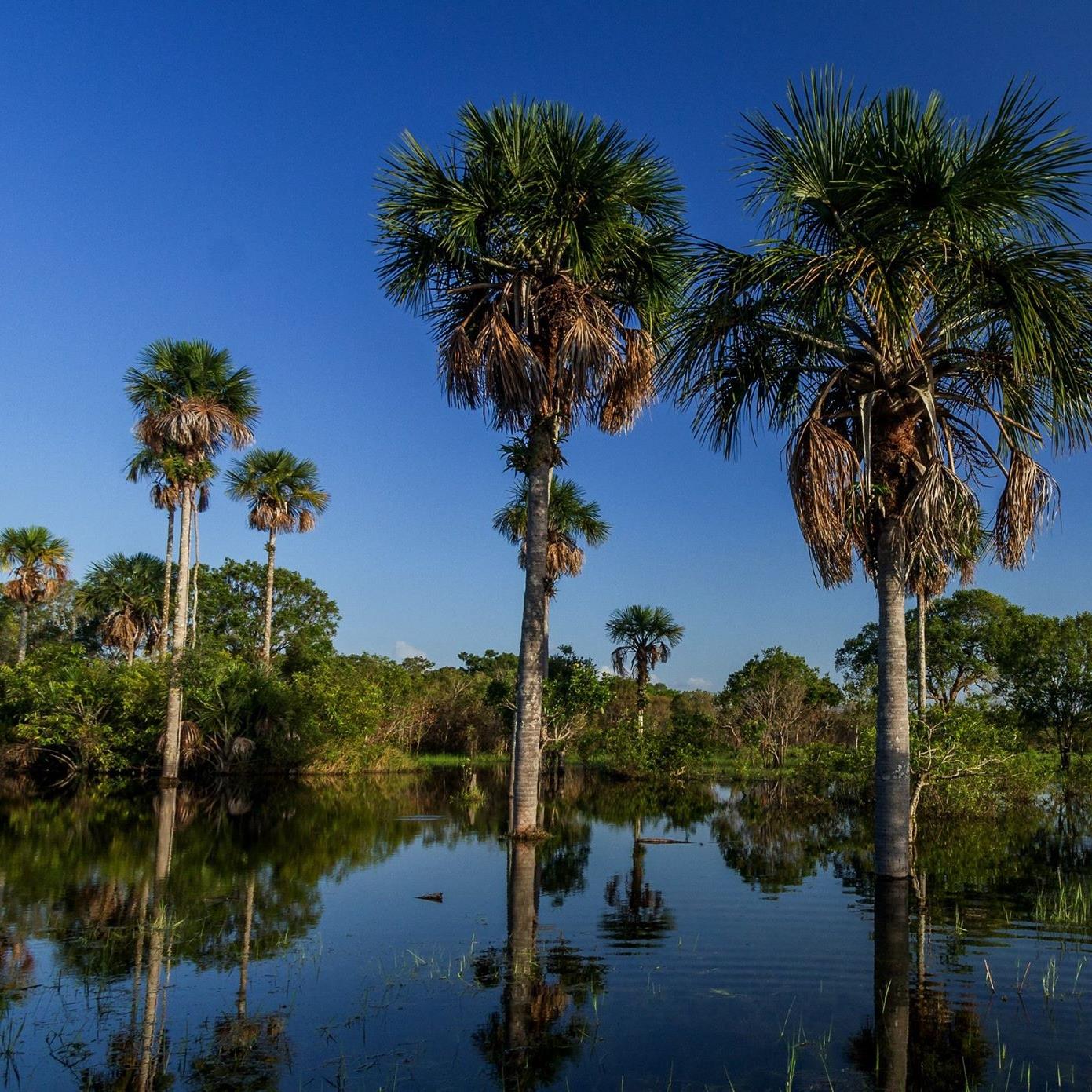 a group of palm trees in a swamp, Tera Forest