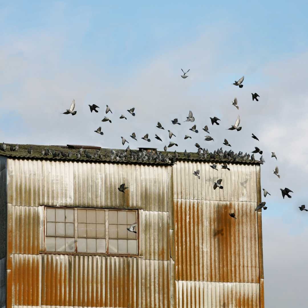 Groupe de pigeons sur un bâtiment