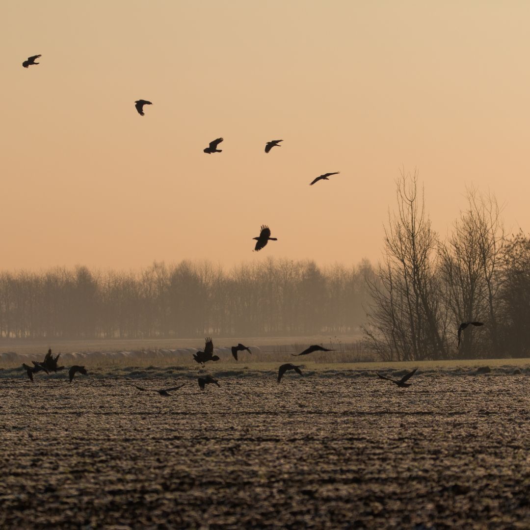 regroupement de corbeaux créant dees dégâts sur un champ agricole