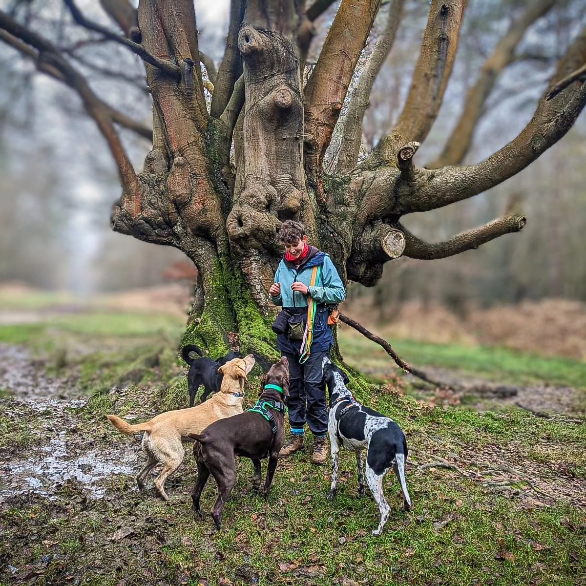 A woman standing and four dogs looking at her with their back to the camera, waiting for a treat