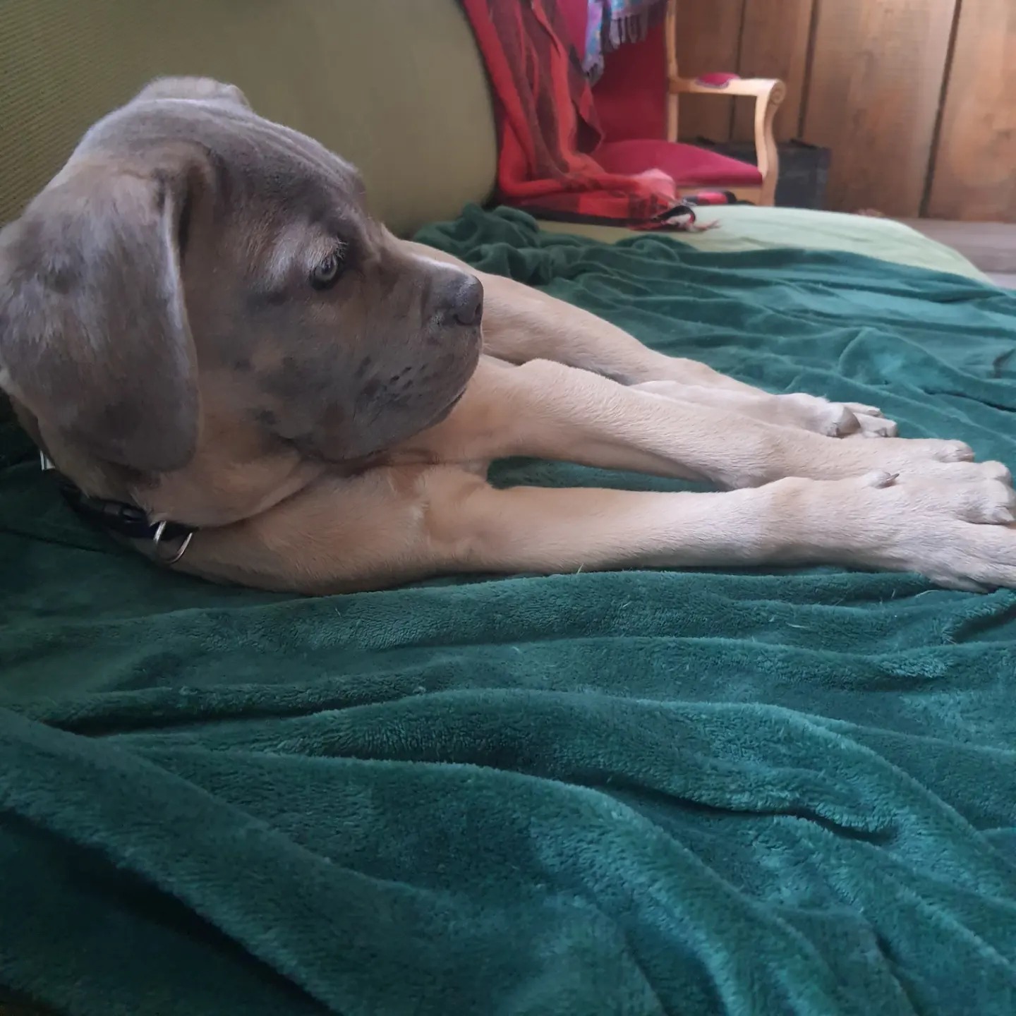 pension canine instinct de meute