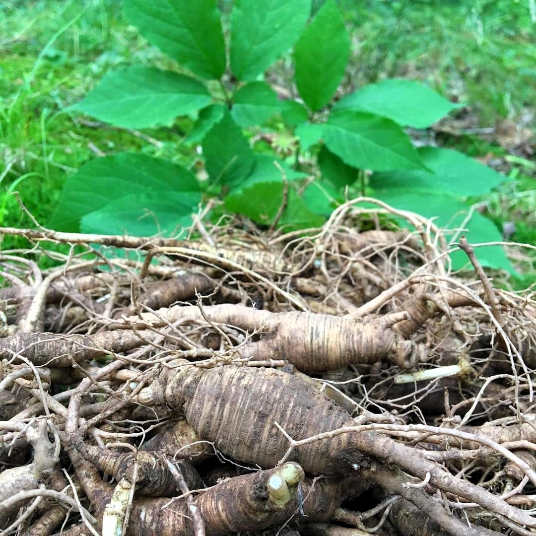 ginseng roots