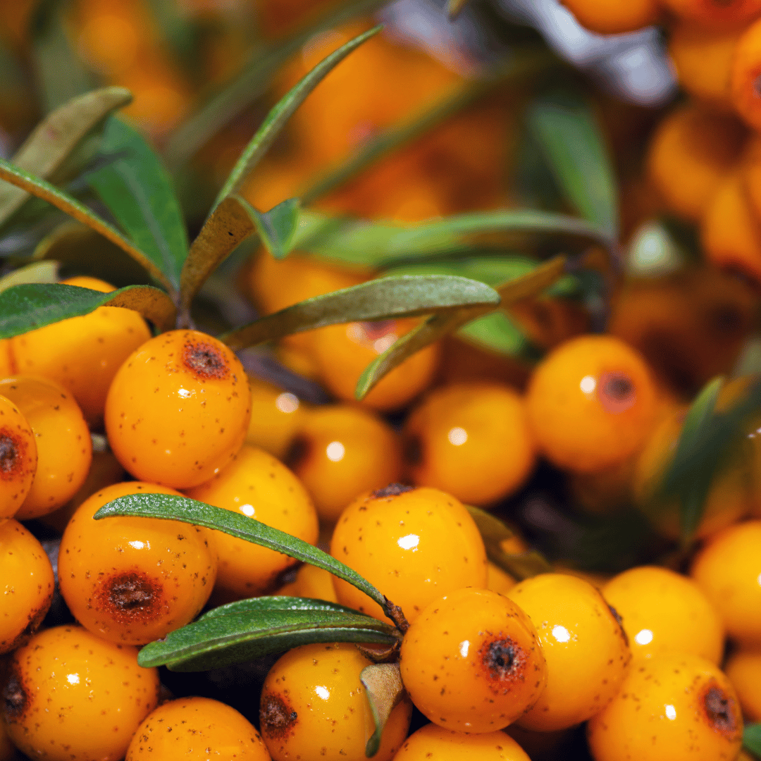 sea buckthorn