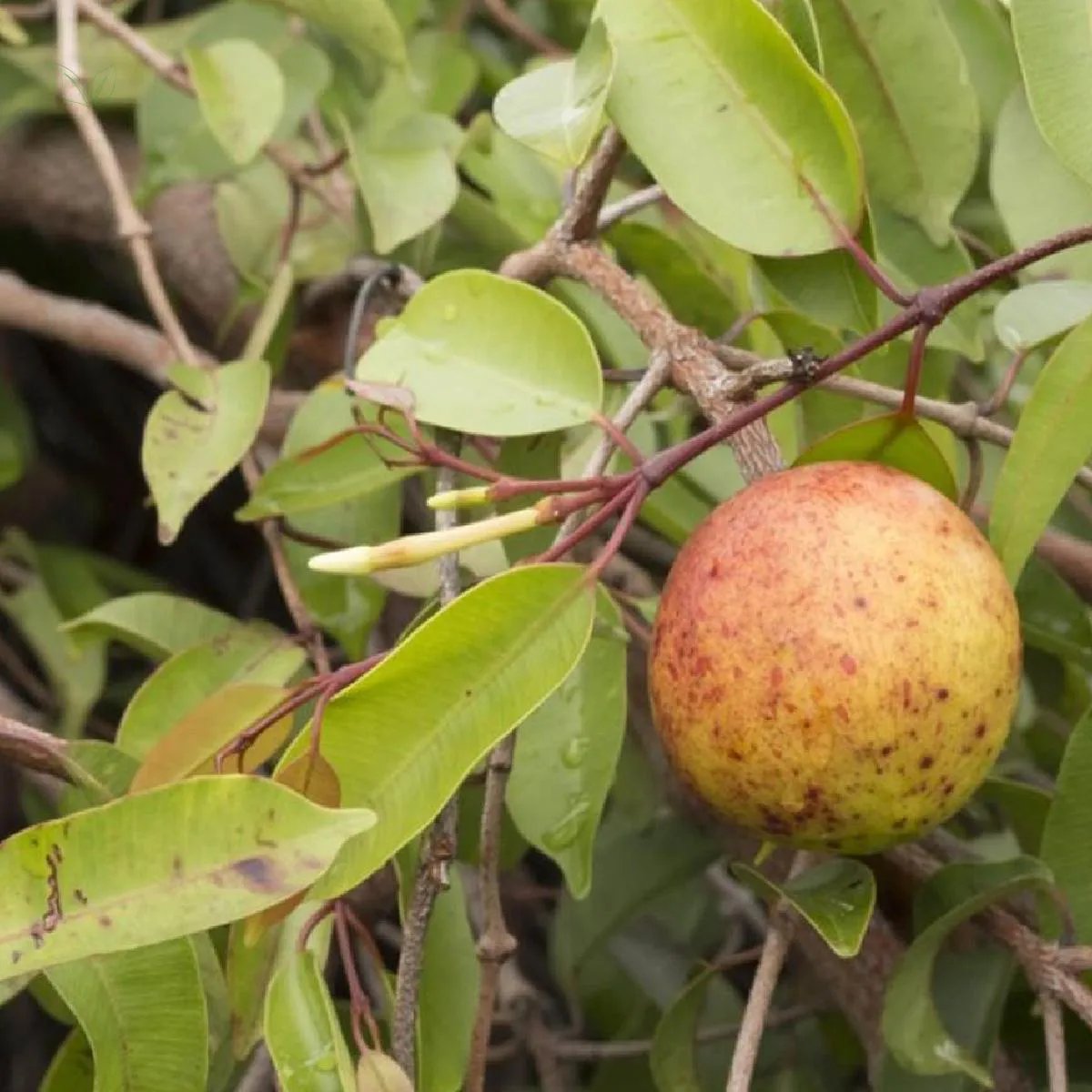 Suplemento de Mangabeira: O Que É, Para Que Serve, Benefícios