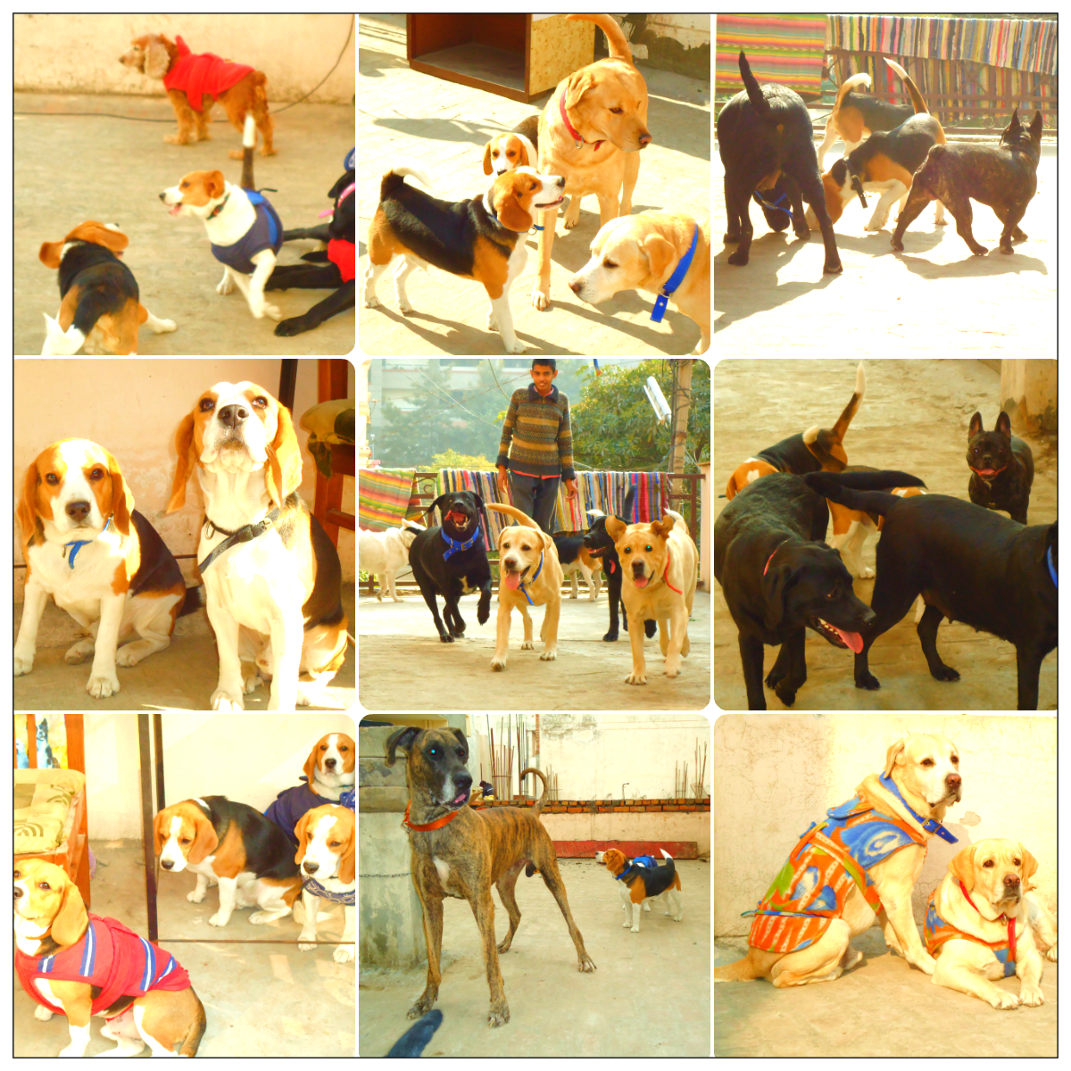 Dog Boarding, Dog Boarding near me, Pet Boarding, Pet Boarding near me, Dog Care, Happy Pettings