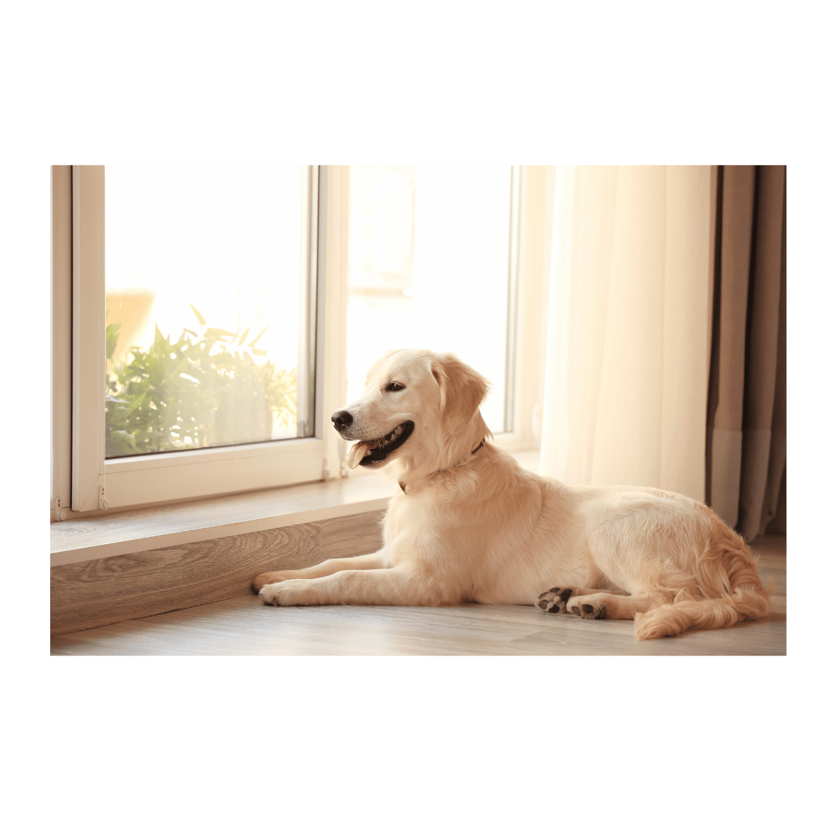 a dog laying on the floor in front of a window