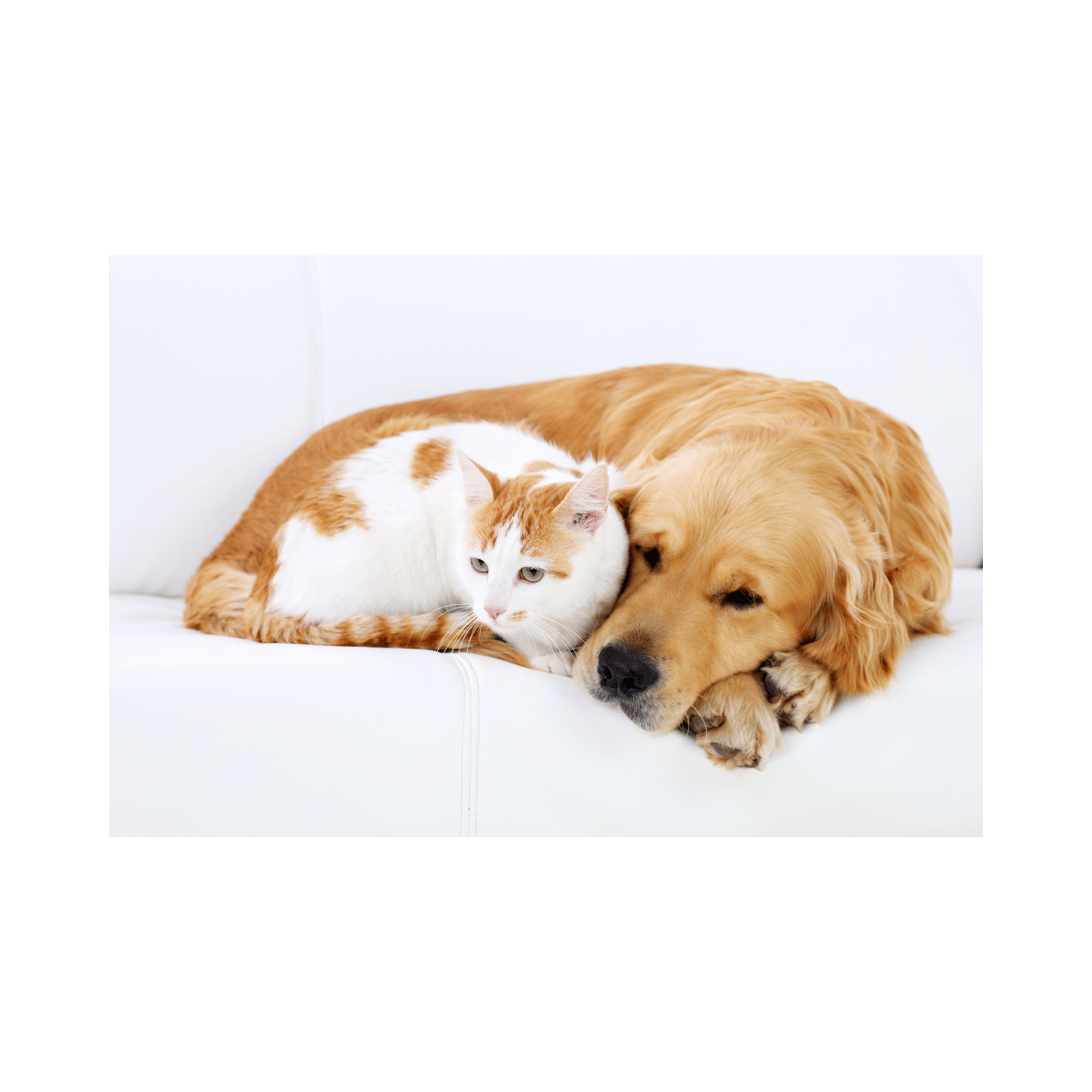 a cat and a dog laying on a couch