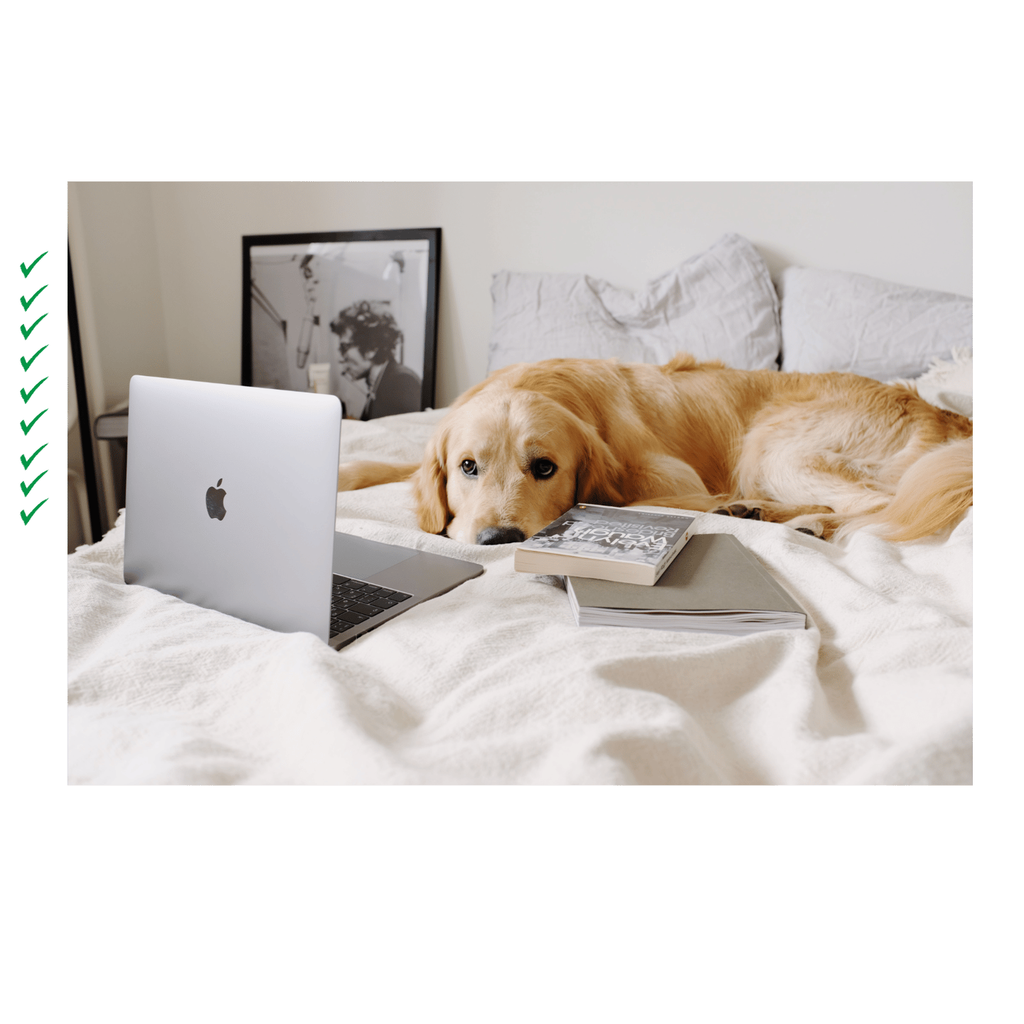a dog laying on a bed with a laptop