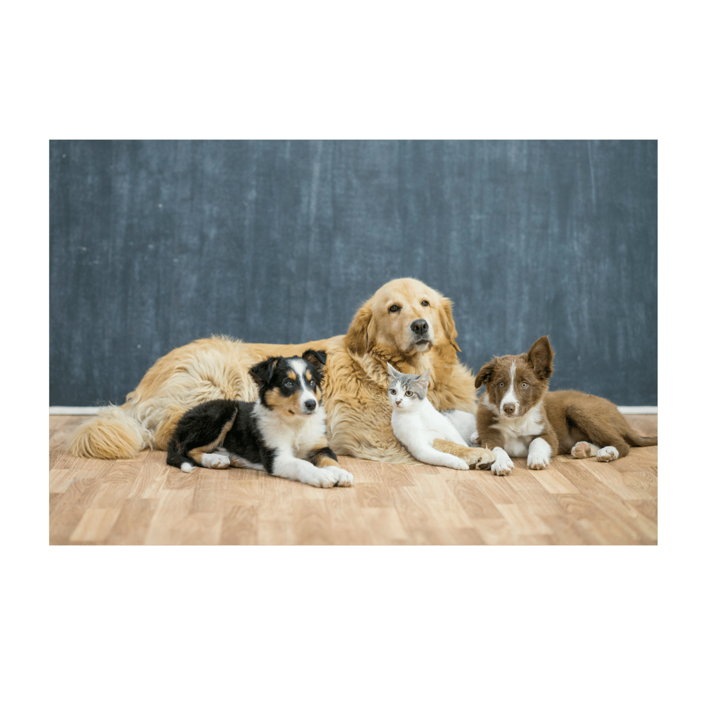 a group of dogs and cats sitting on a hardwood floor