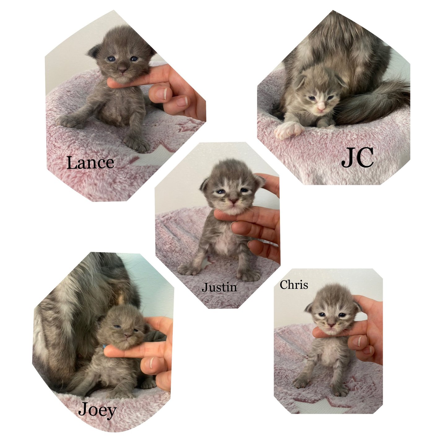 **NSYNC Maine Coon kitten