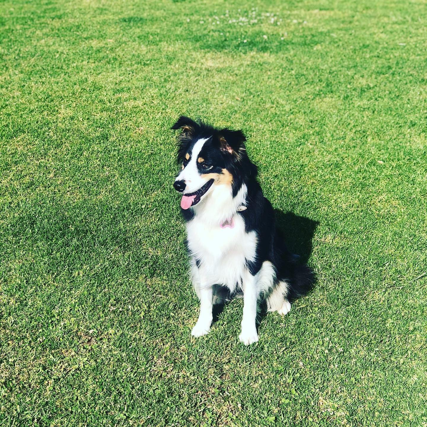 tri black border collie puppies 
