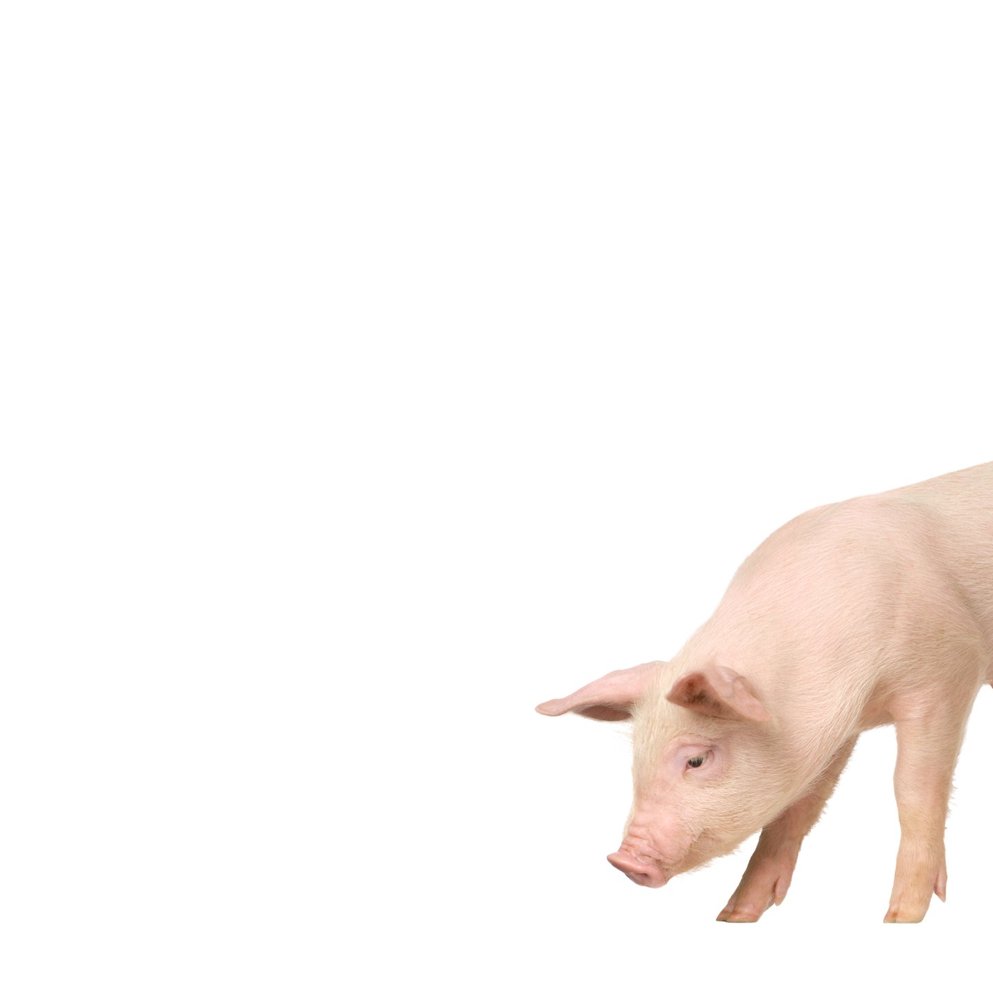 Pig used in the visual identification of Weihs Animals products.