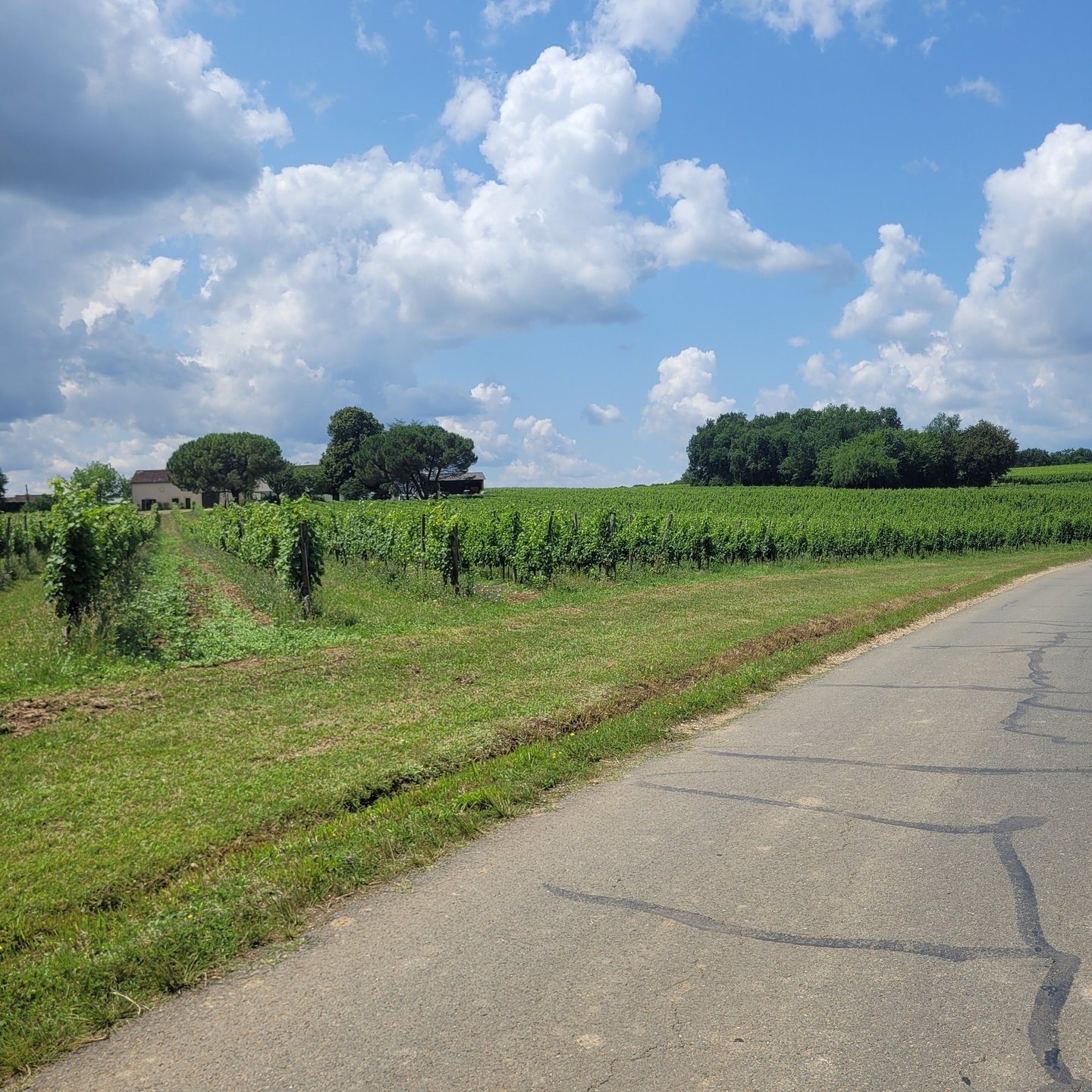 Rangs de vignes du Château Hostin Le Roc
