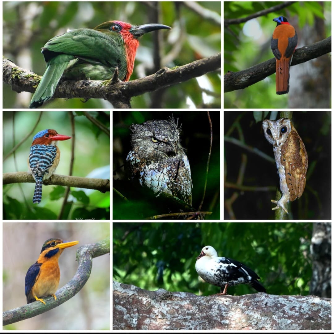 Way Kambas Birding tour and Way kanan National Park Birding Tour