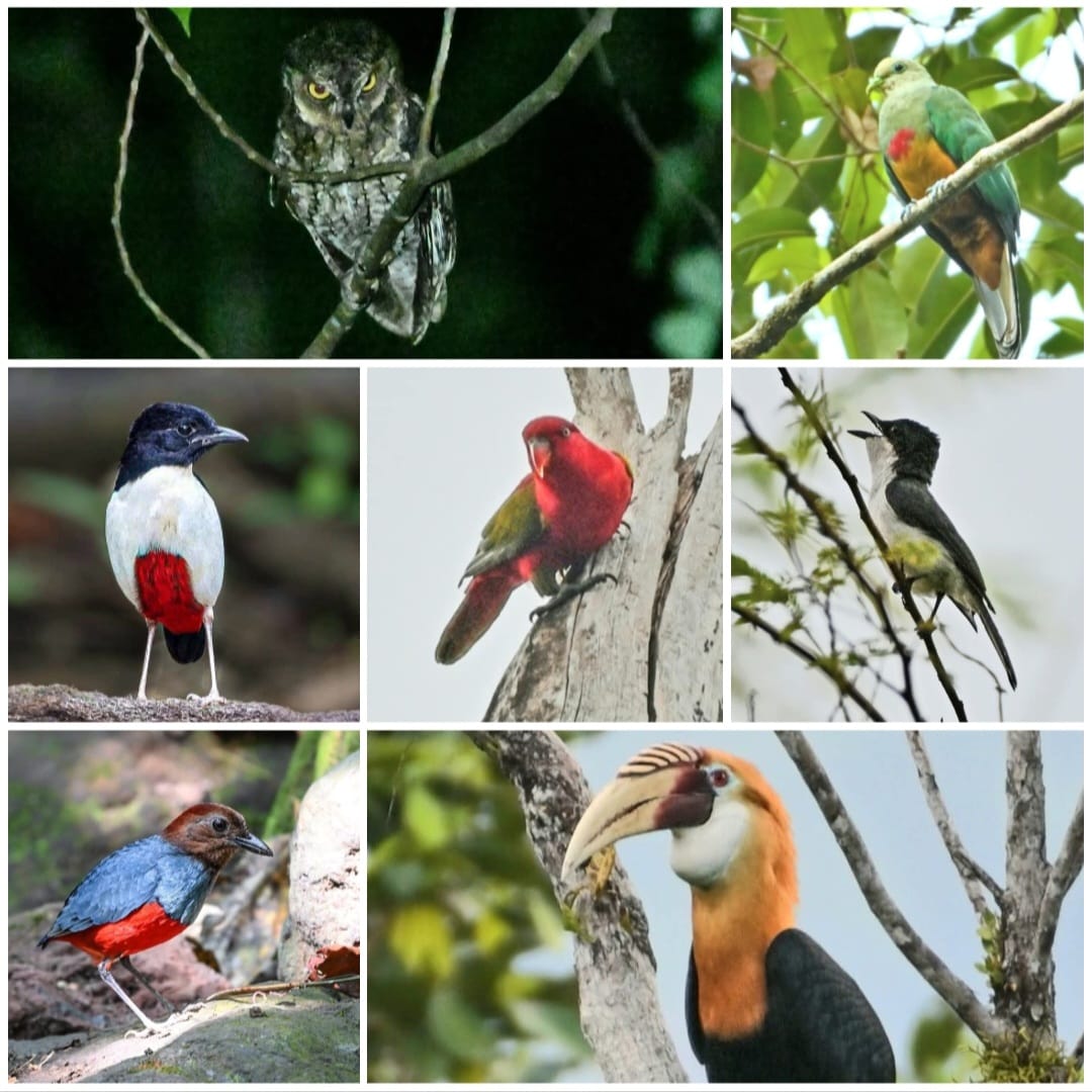 Halmahera Birding Tour