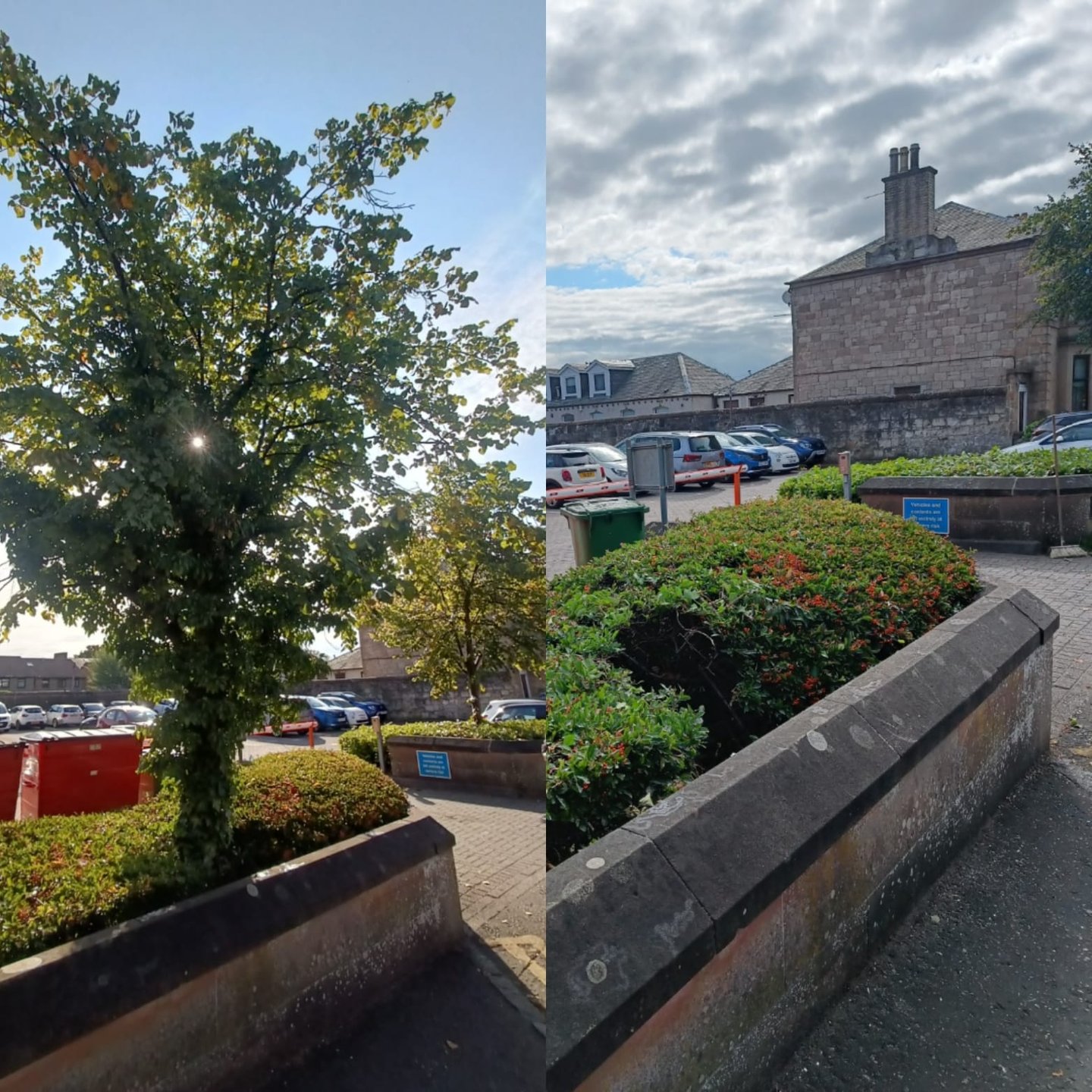 tree surgery masterton