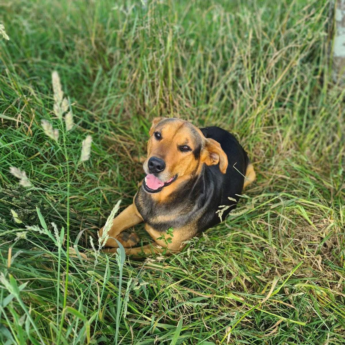 a dog laying down in the grass