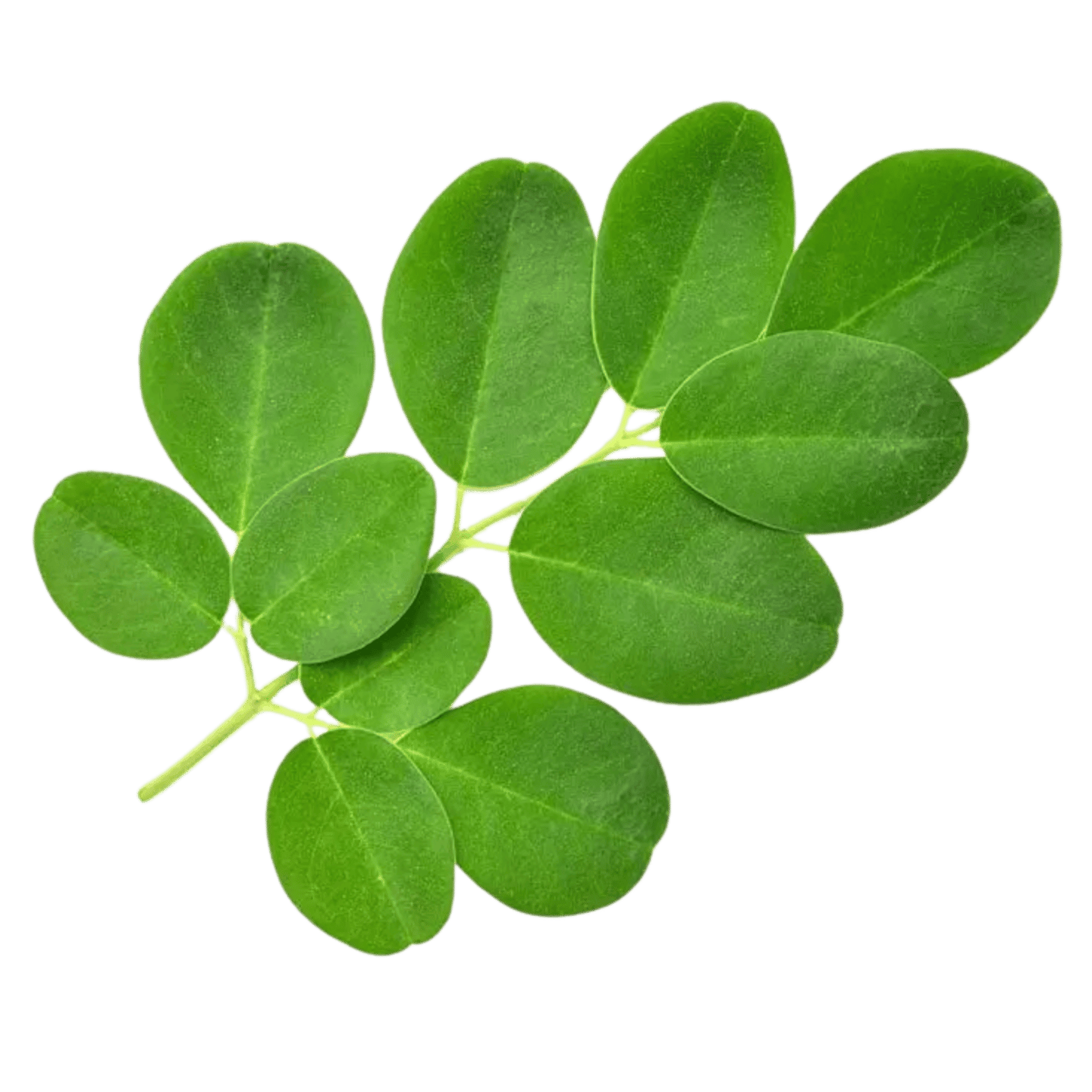 Moringa Leaves - WEARE OCEAN EXPORT