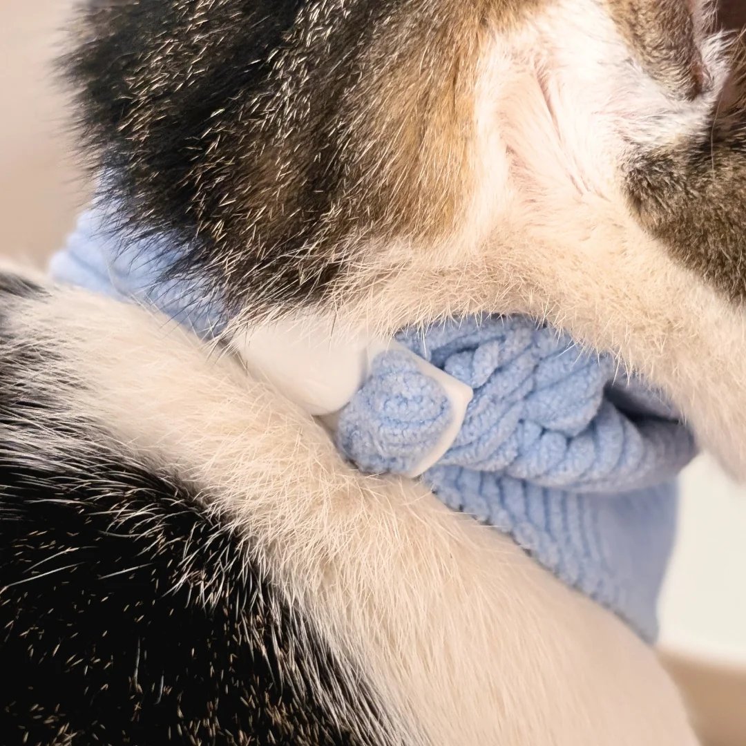 gros plan de la boucle ant étranglement d'un bandana pour chat