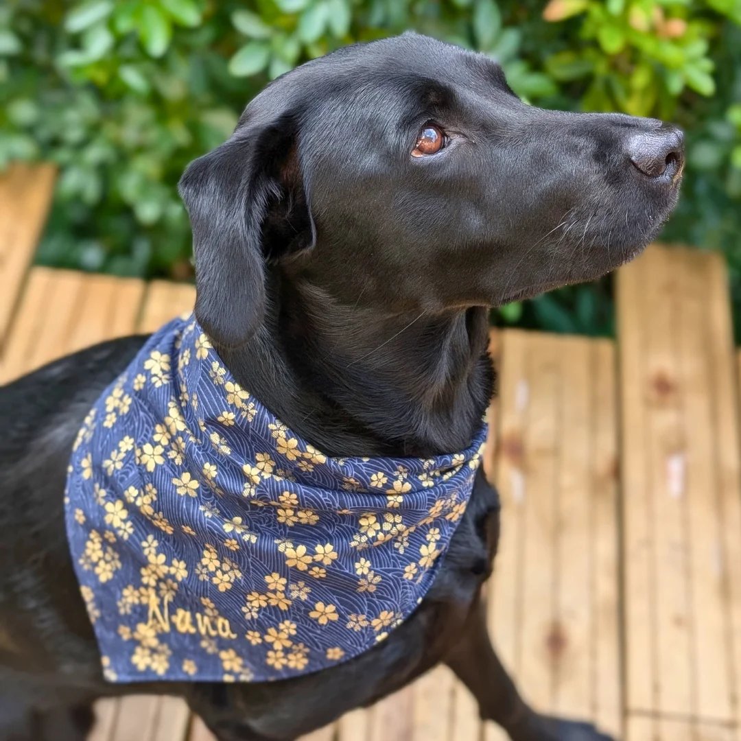 a dog wearing a bandannard and a bandanna