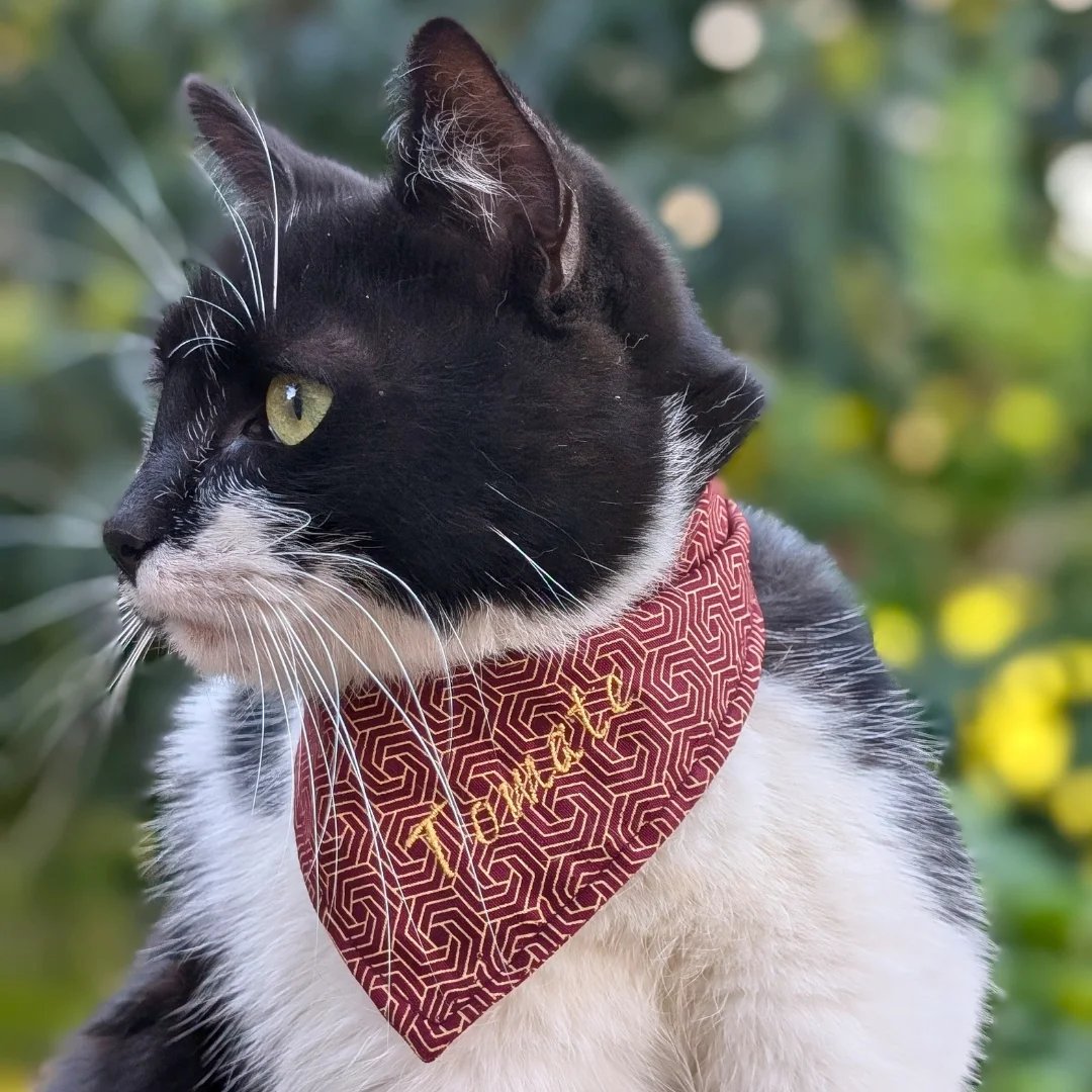 a black and white cat wearing a red bandanna