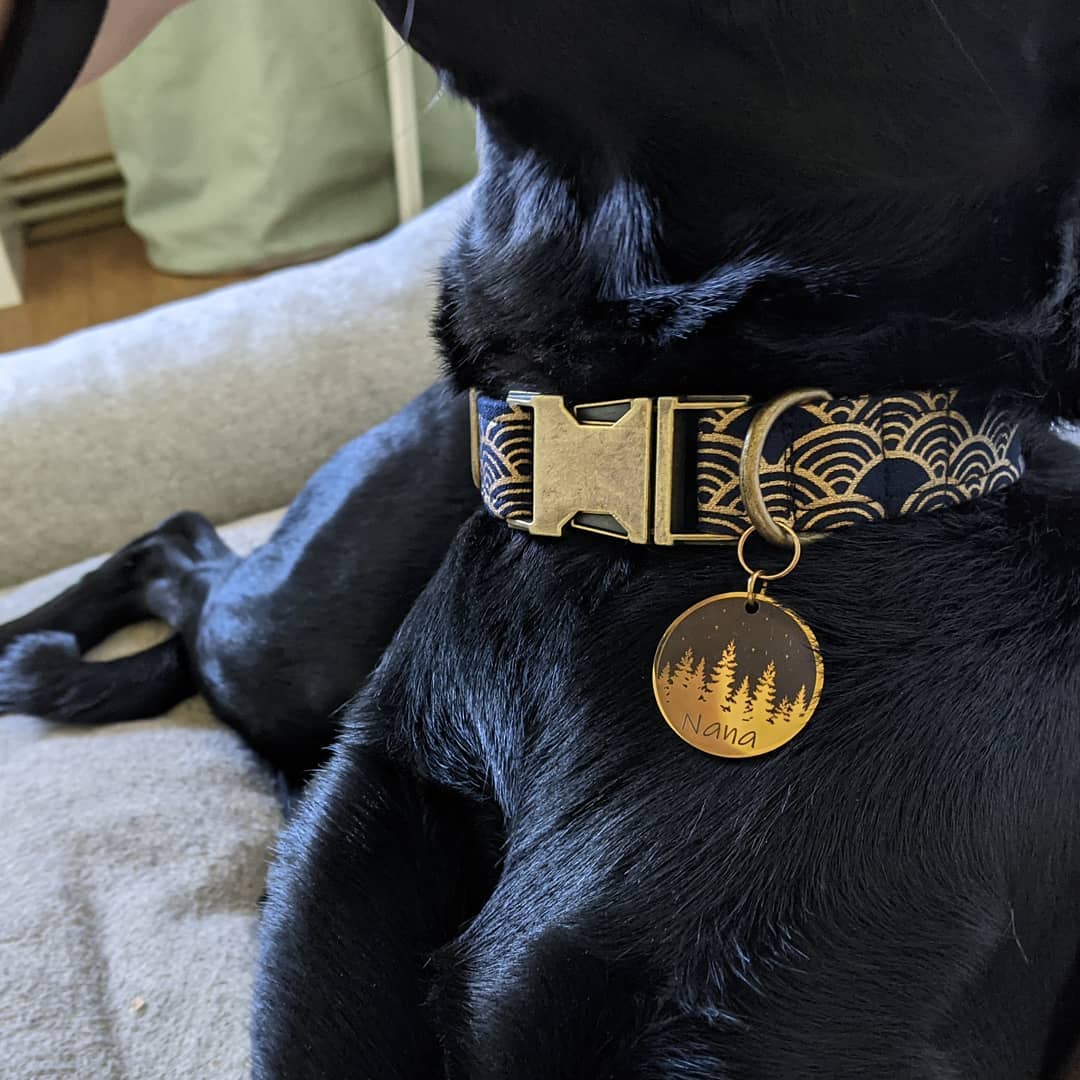 a dog sitting on a couch with a dog collared collar
