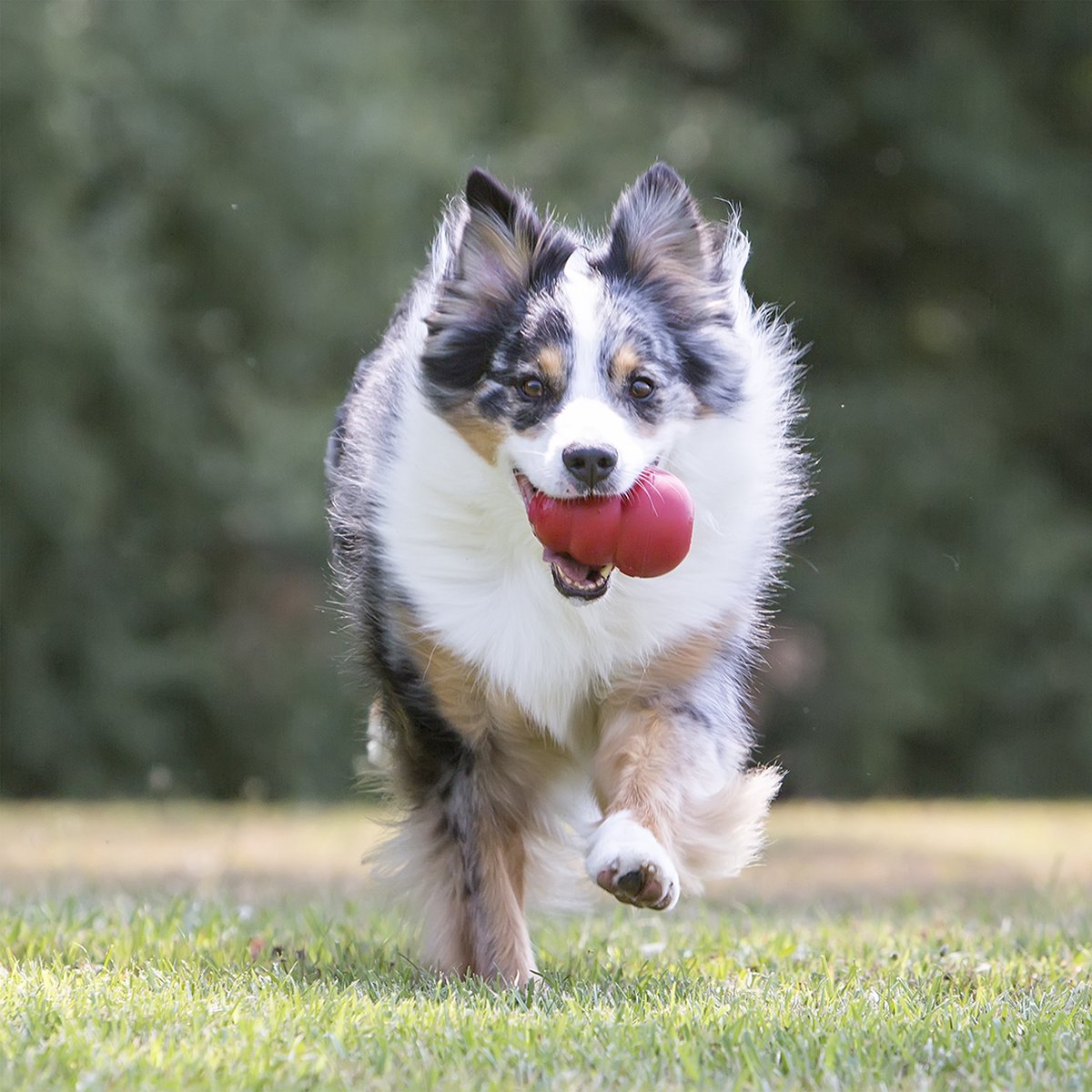 KONG Classic snackbal honden speelgoed rubber rood maat L voor kauwende honden