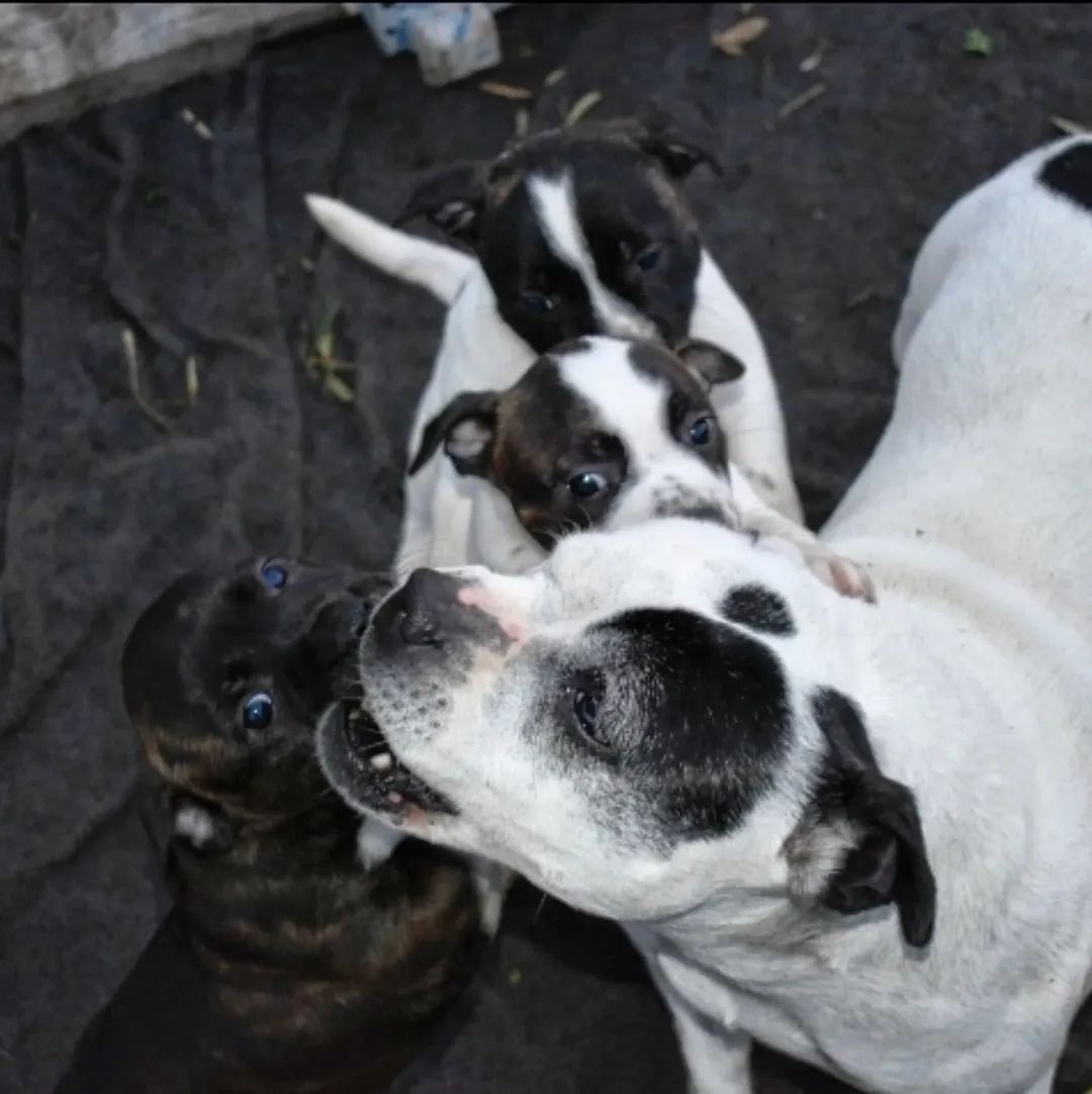 Cane adulto equilibrato interagisce con i cuccioli presso l'allevamento Grecalestaffs in Sicilia