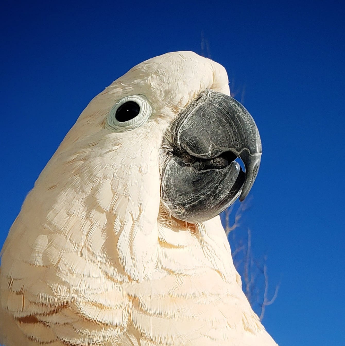 Face of Moluccan Cockatoo against blue sky