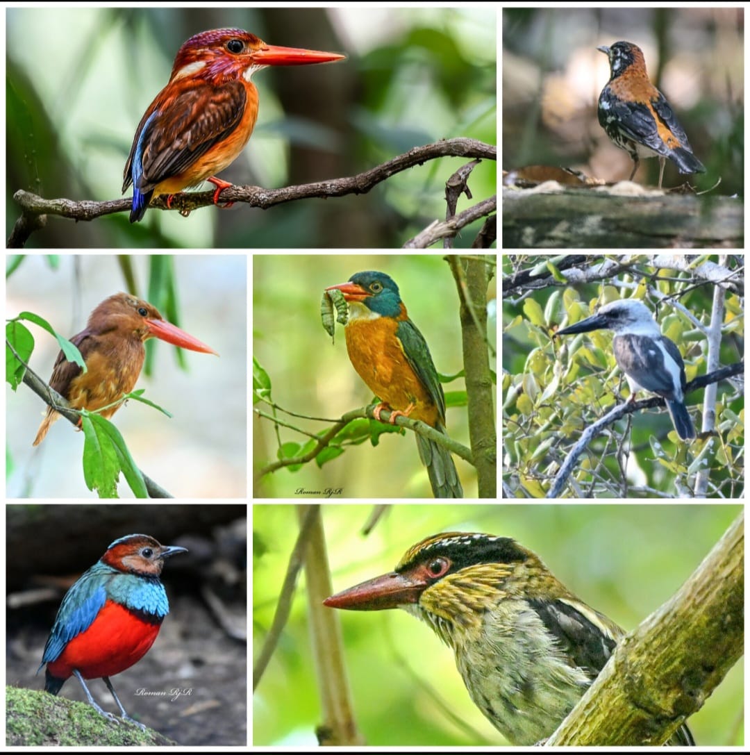 Tangkoko Birding tour - Sulawesi birding tour