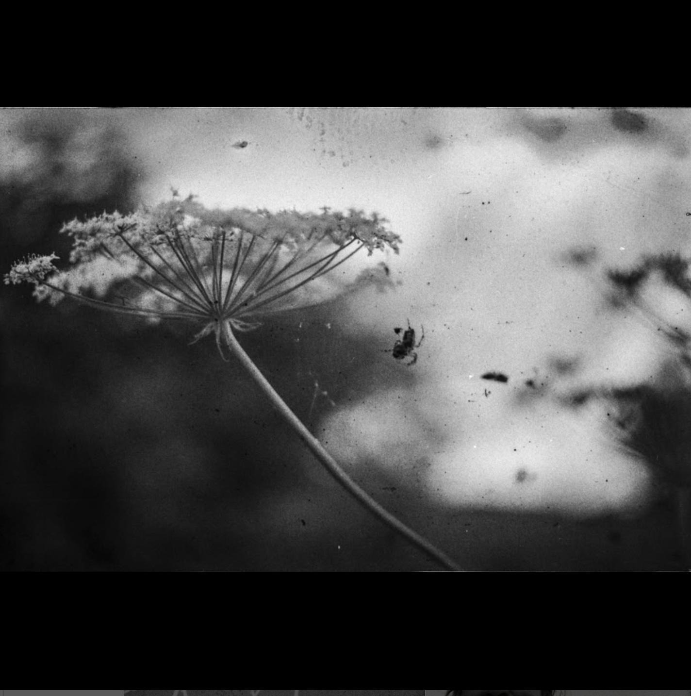 An emotive black and white image of a the web of nature, invisibly wrapped around blooming flowers