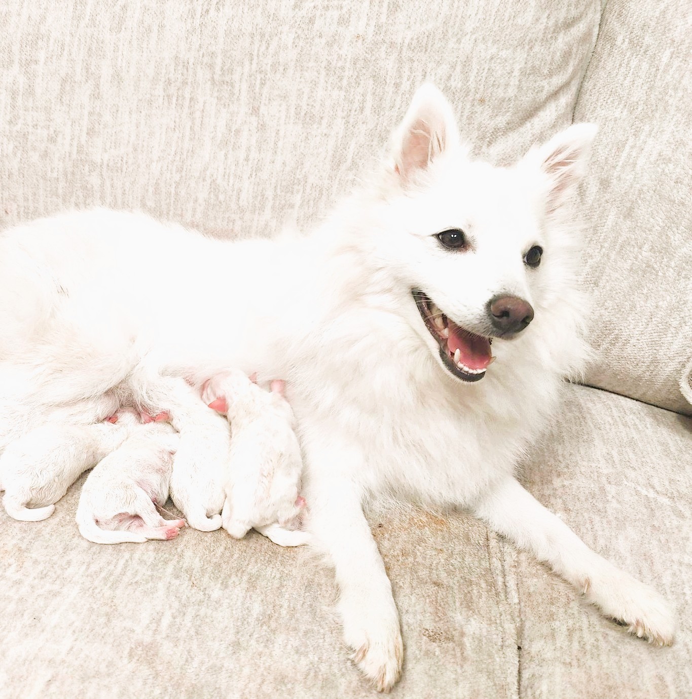 japanese spitz puppy available. pomeranian. american eskimo. german spitz.