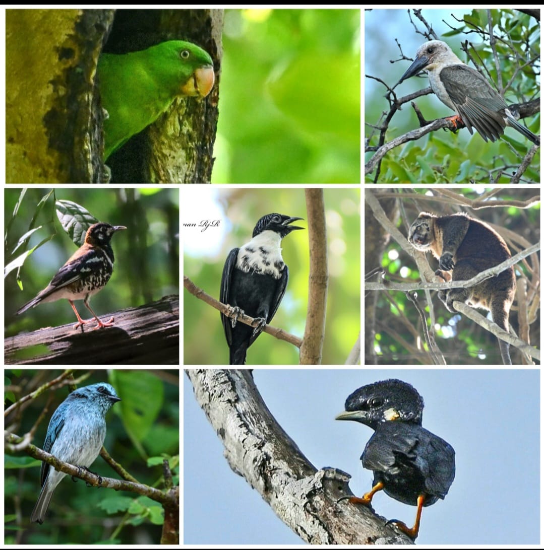 Tangkoko Birding tour 5d/4n
