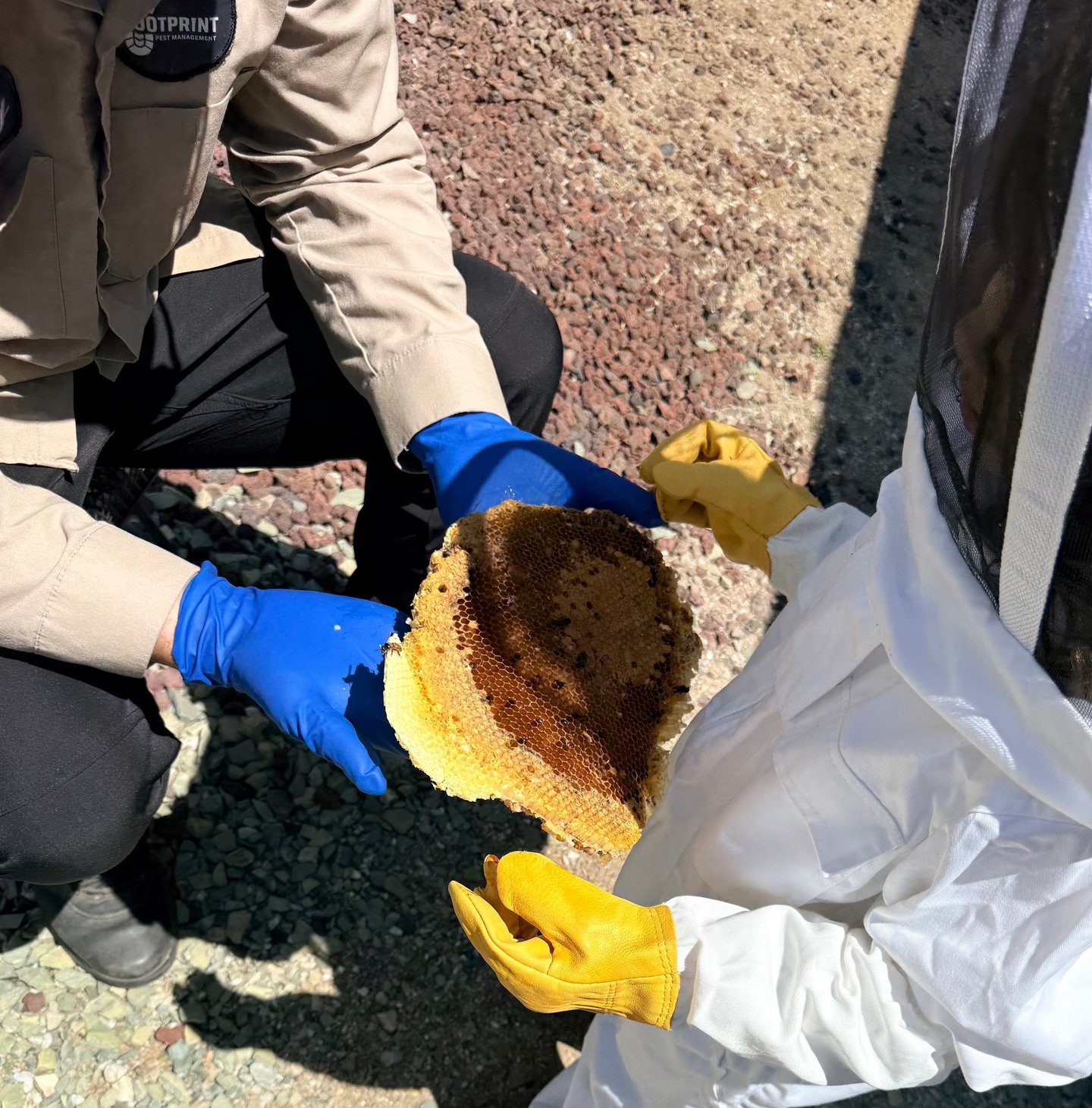 Pest Control in Menifee, Murrieta and Temecula Family-Owned Footprint Pest Management