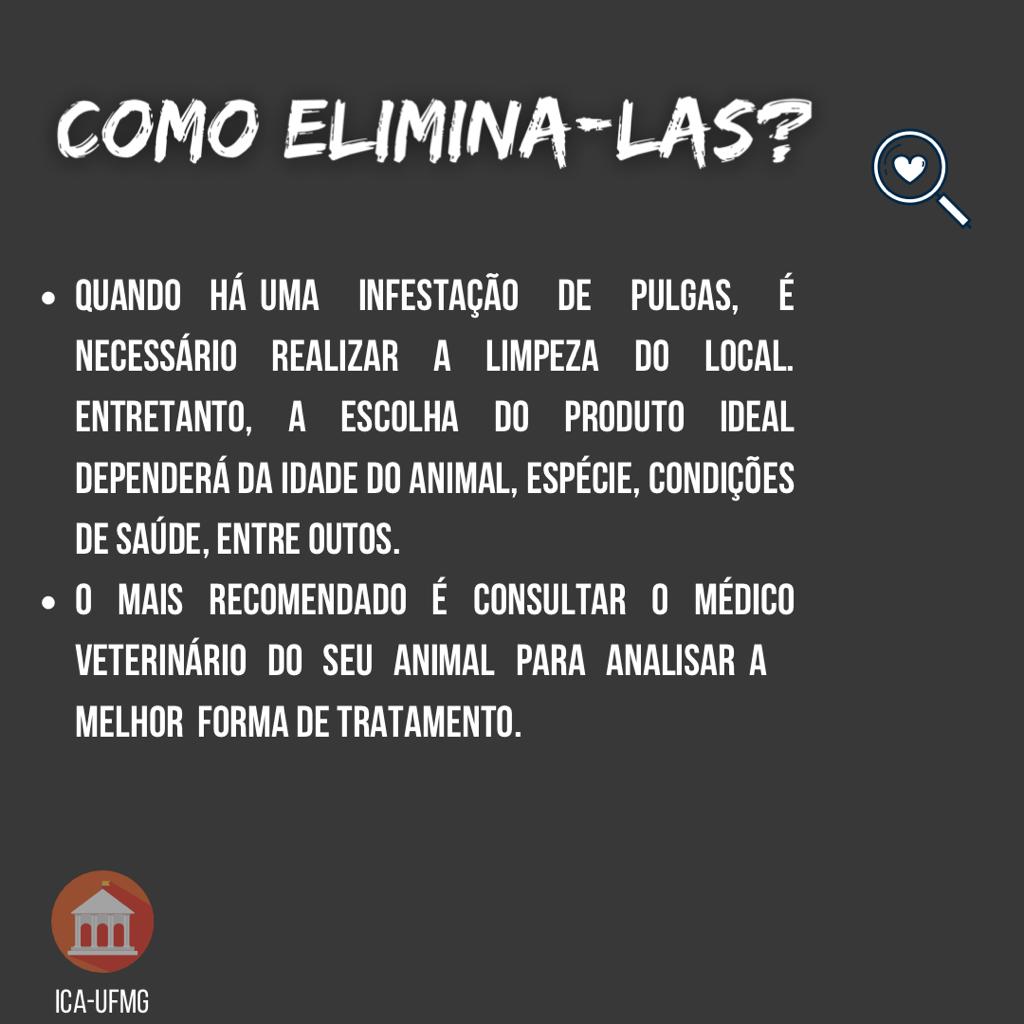 Pulgas prevenção
