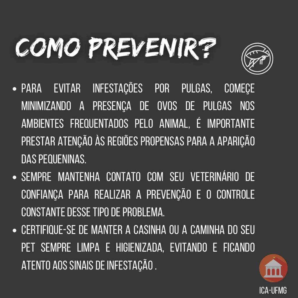 Pulgas - prevenção