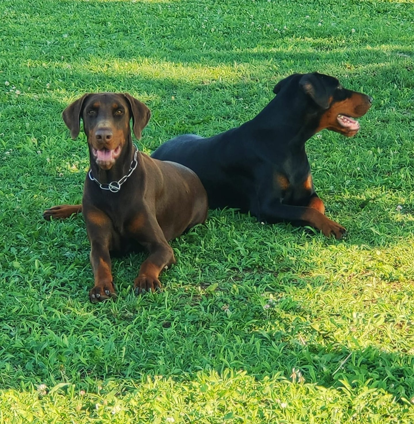 A brown and black Doberman Pinscher pair resting on a lush green lawn in the sunlight.